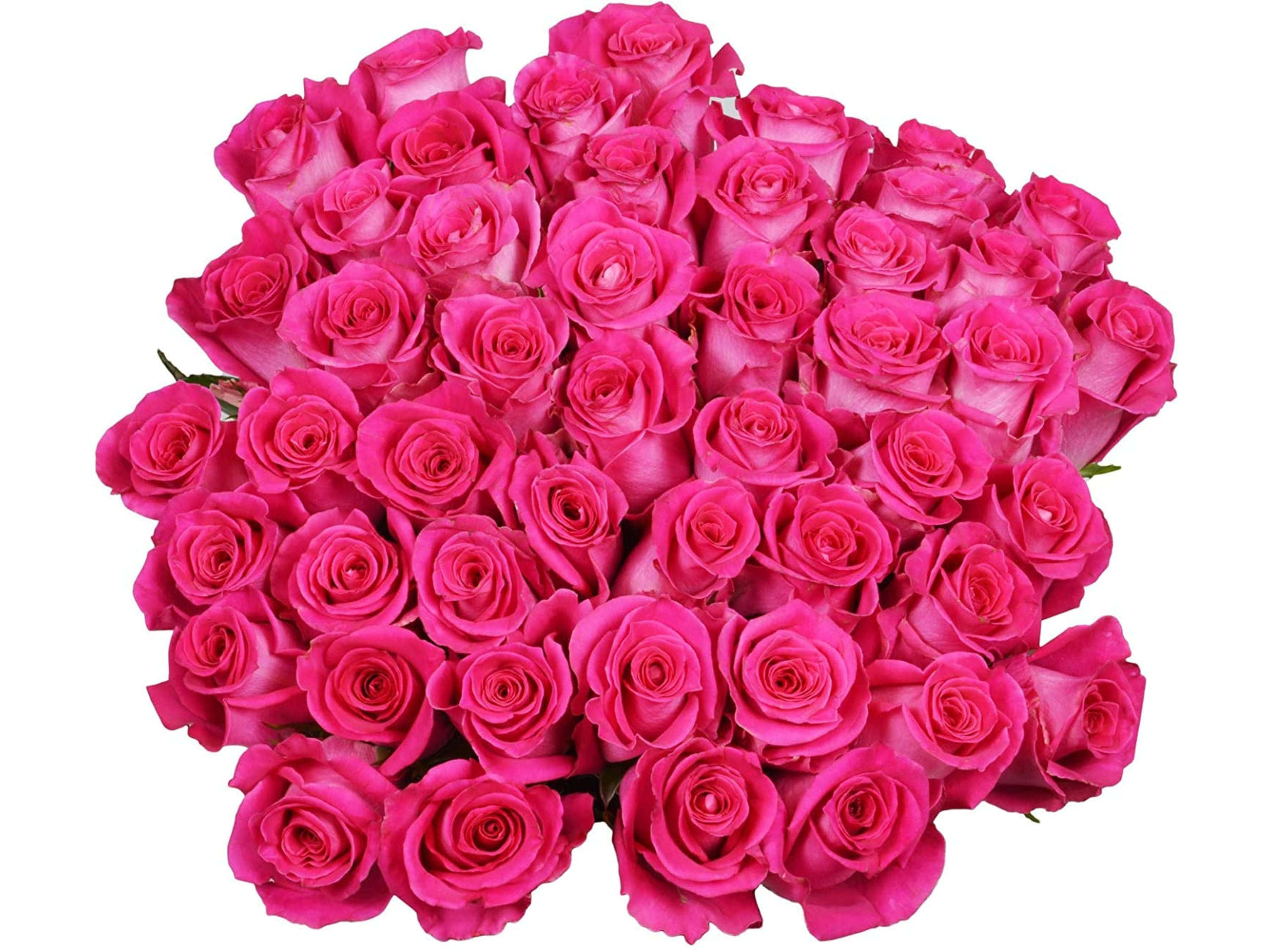 vibrant fuchsia roses, delicate layered petals, subtle gradient shading, 2K Desktop Wallpaper