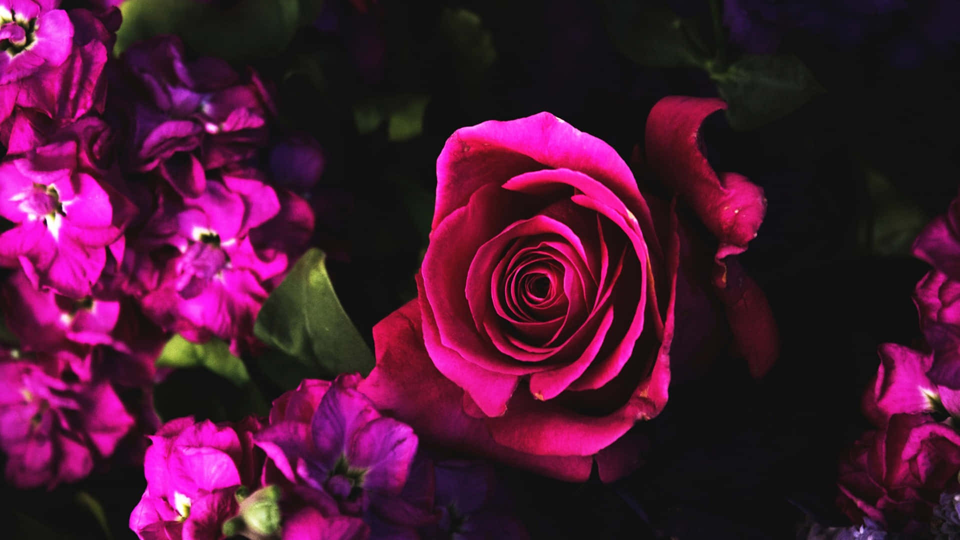 Dark Pink Rose, magenta rose, purple flowers, Full HD Desktop Wallpaper