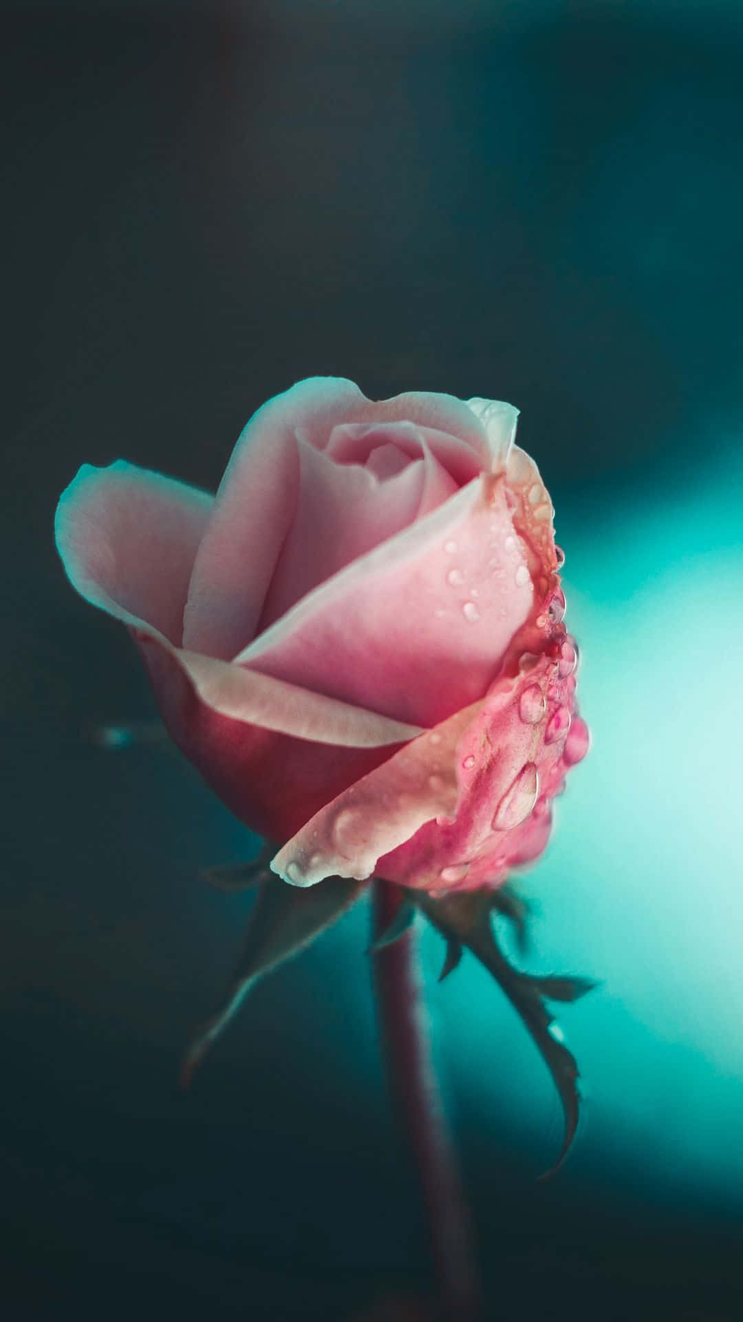 pink rose, dewdrops, teal and black background, Full HD Phone Wallpaper
