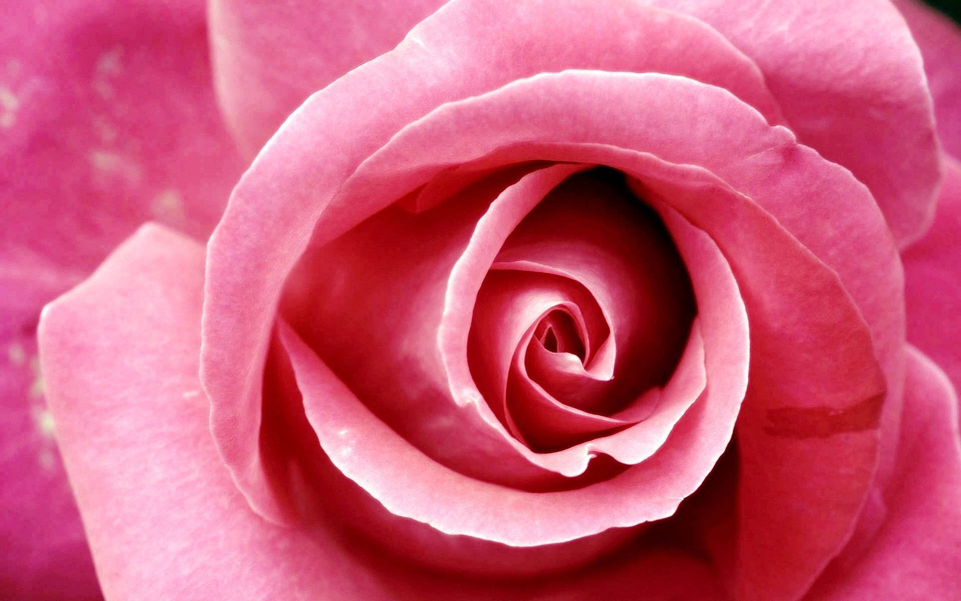 Hot Pink Rose Flower, soft pink rose, delicate petals, Full HD Desktop Wallpaper