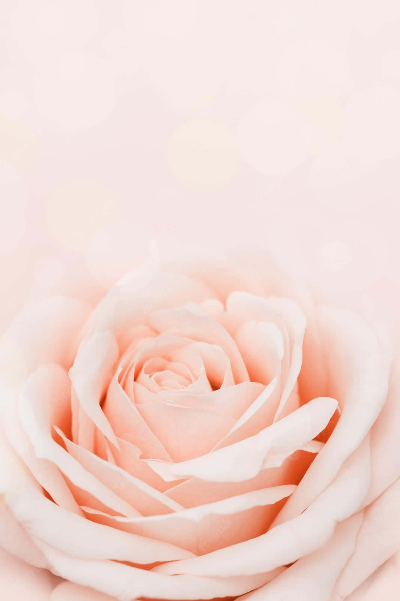 soft peach rose, dreamy pastel background, warm bokeh lights, Full HD Phone Wallpaper