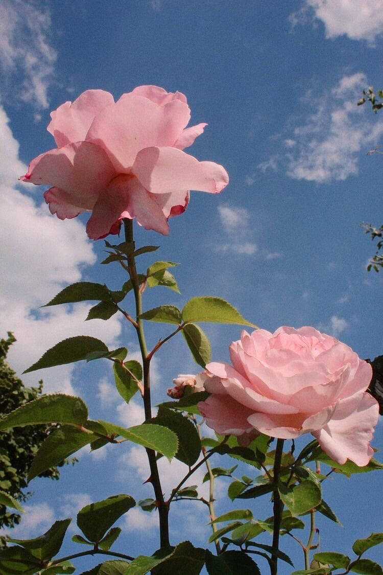 pink roses, bright blue sky, fluffy white clouds, SD Phone Wallpaper
