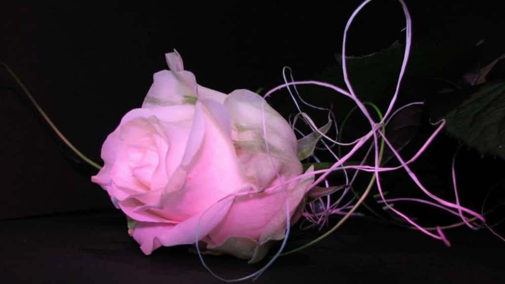 pink rose, deep black background, gentle light, SD Desktop Wallpaper
