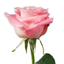 carnation pink rose, soft layered petals, green stem, SD Desktop Wallpaper