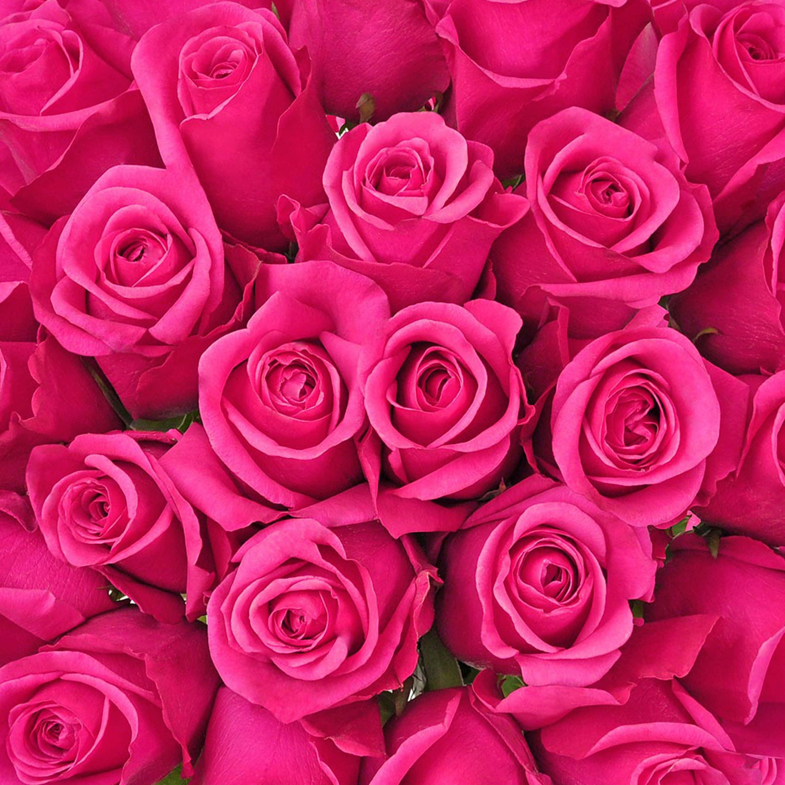vivid fuchsia roses, velvety petals, subtle green stems, Full HD Desktop Wallpaper