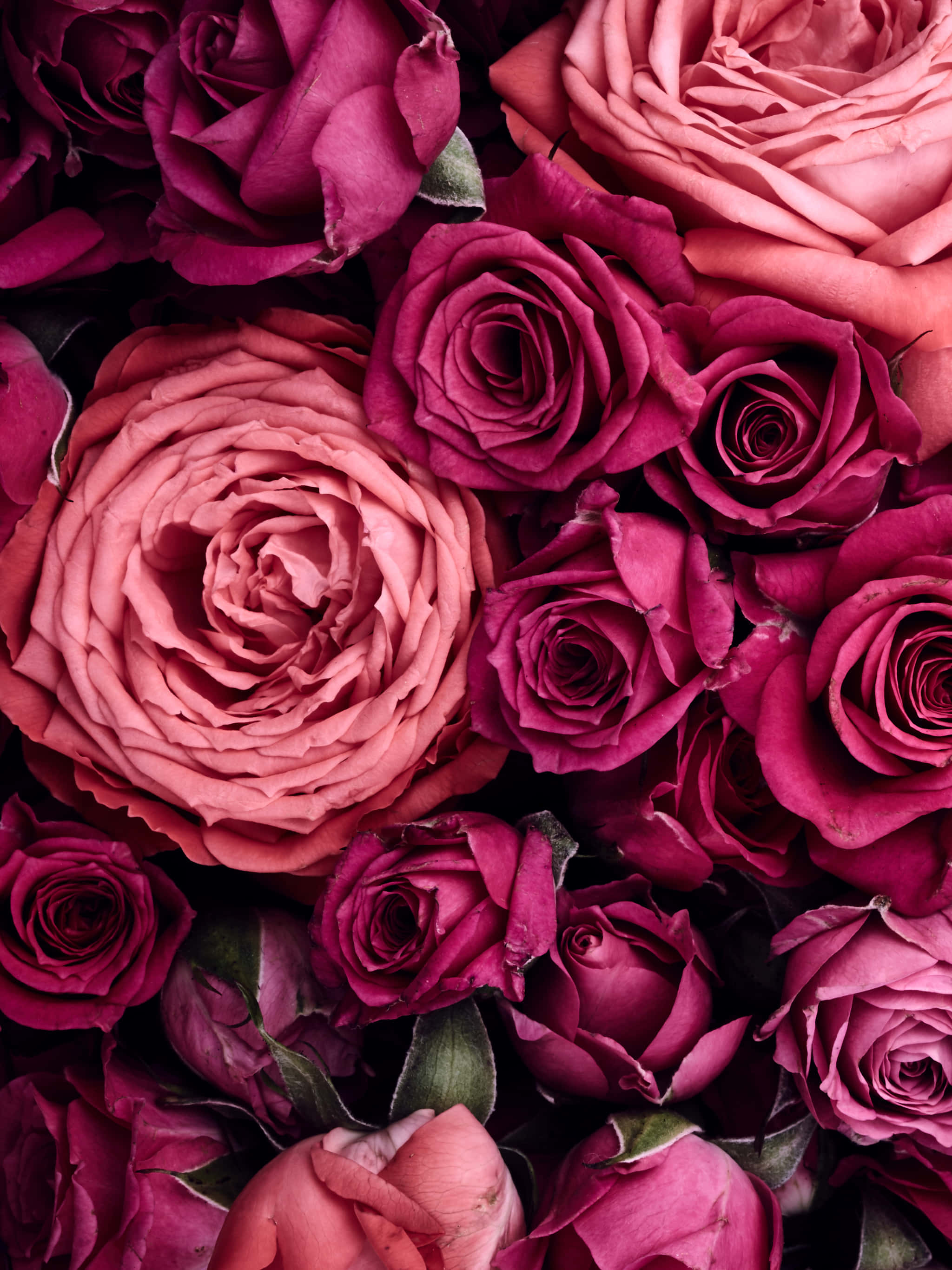 Dark Pink, deep pink, magenta roses, 2K Phone Wallpaper