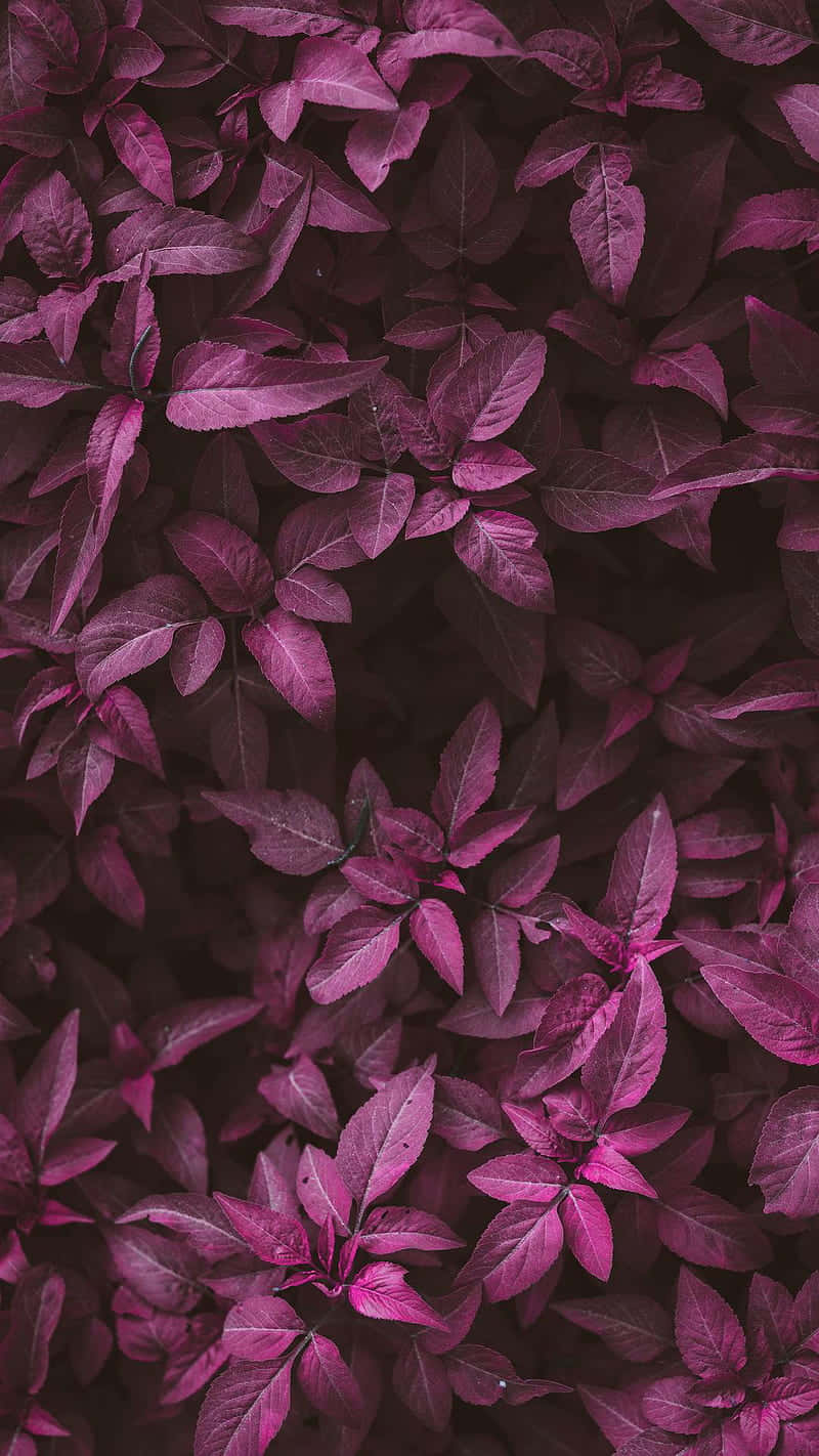 Dark Pink, vibrant purple leaves, deep shadows, HD Phone Wallpaper