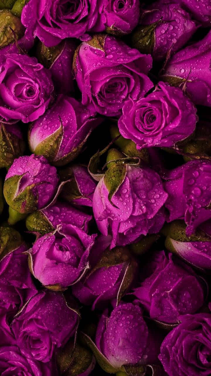 Dark Pink, vibrant purple roses, dewdrops, HD Phone Wallpaper