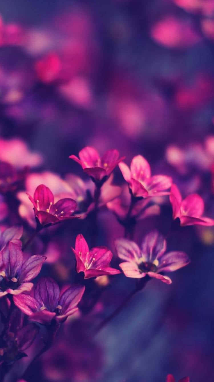 Dark Pink, vibrant pink, purple flowers, HD Phone Wallpaper