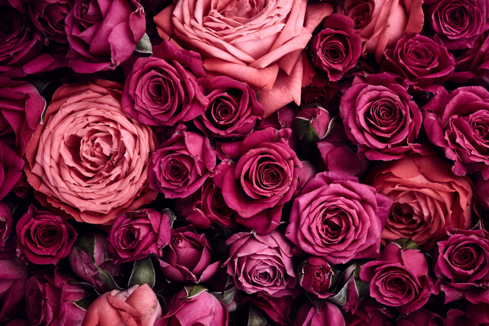 violet rose pink aesthetic flowers, deep magenta roses, soft pink roses, Full HD Desktop Wallpaper