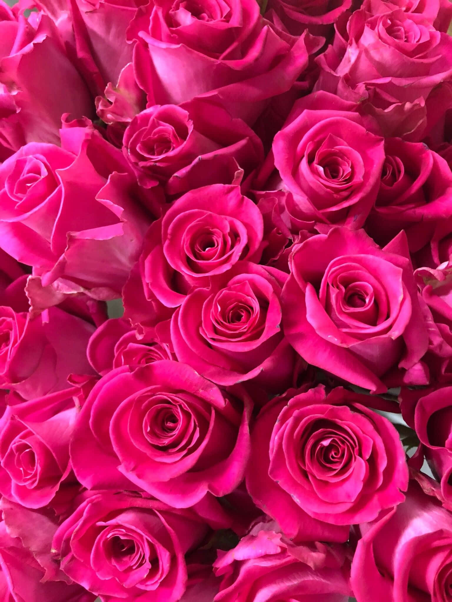 dark rose pink, fuchsia roses, layered petals, Full HD Phone Wallpaper