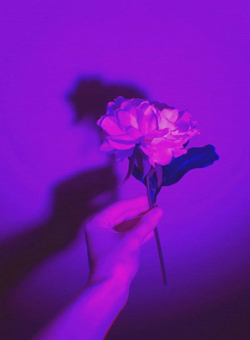 dark purple aesthetic, glowing pink peony, deep purple backdrop, HD Phone Wallpaper