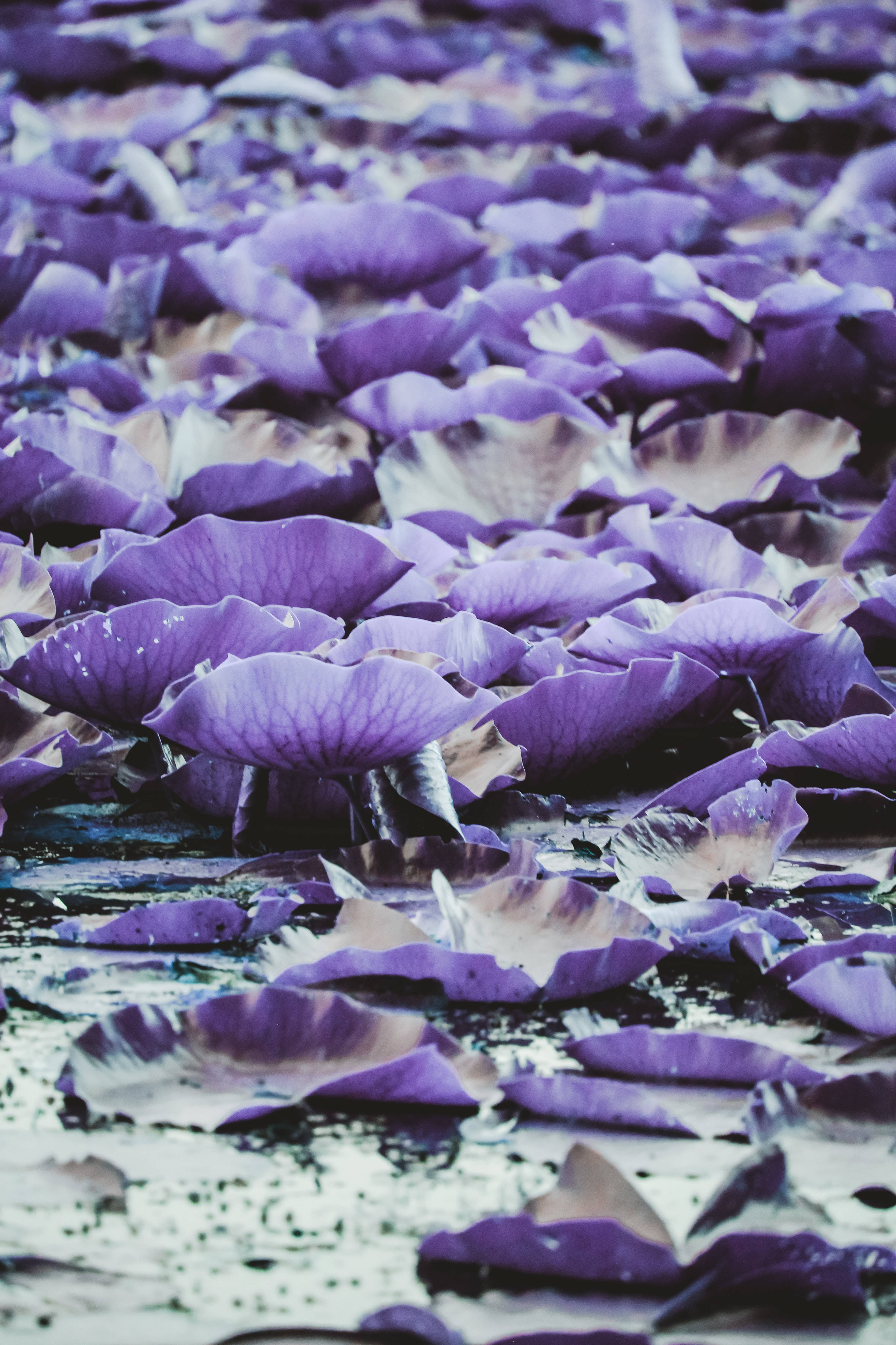 Dark Purple Aesthetic, lily pads, purple lotus leaves, 4K Phone Wallpaper