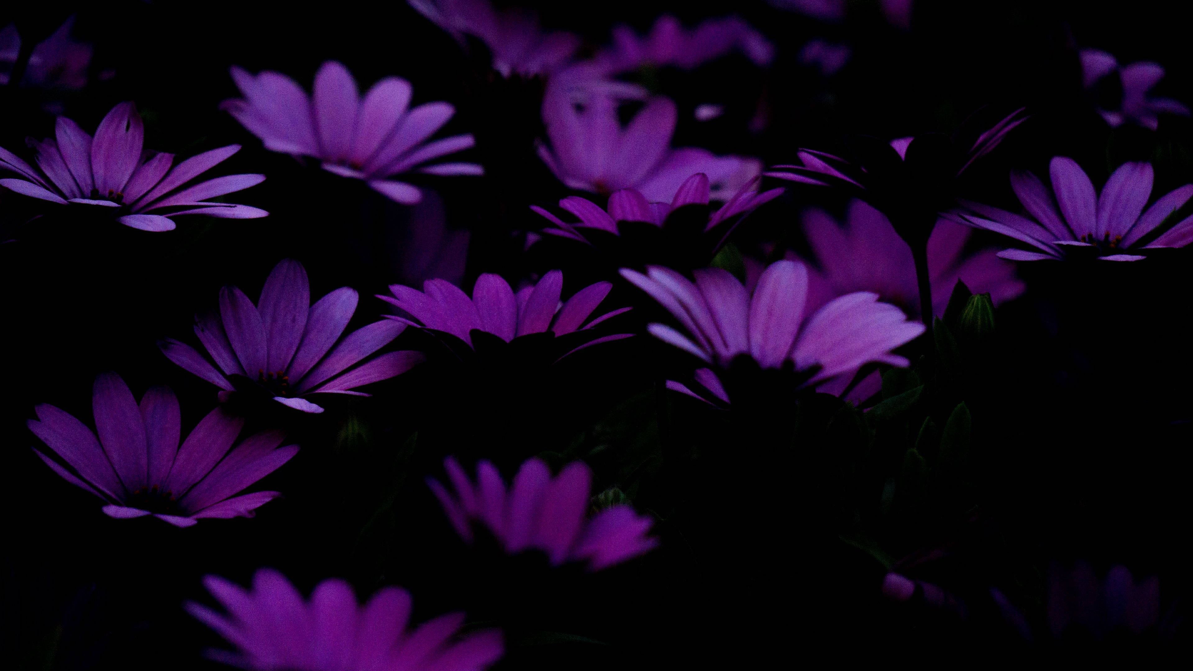 Dark Purple Flower Petal Collage Aesthetic, vibrant purple daisies, deep black background, 4K Desktop Wallpaper