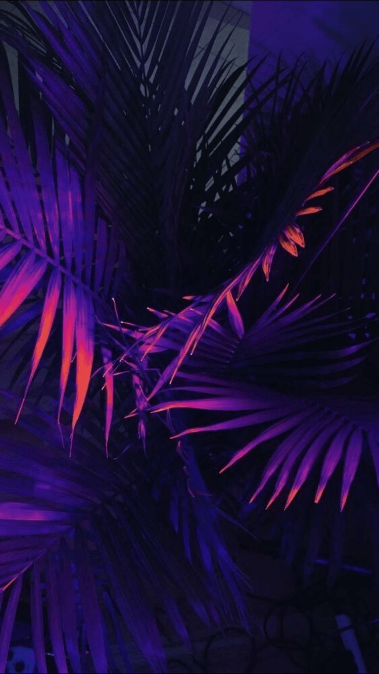 Palm Tree Leaves, Dark Purple and Black Sky, Vibrant Purple and Pink Neon Lights, HD Phone Wallpaper