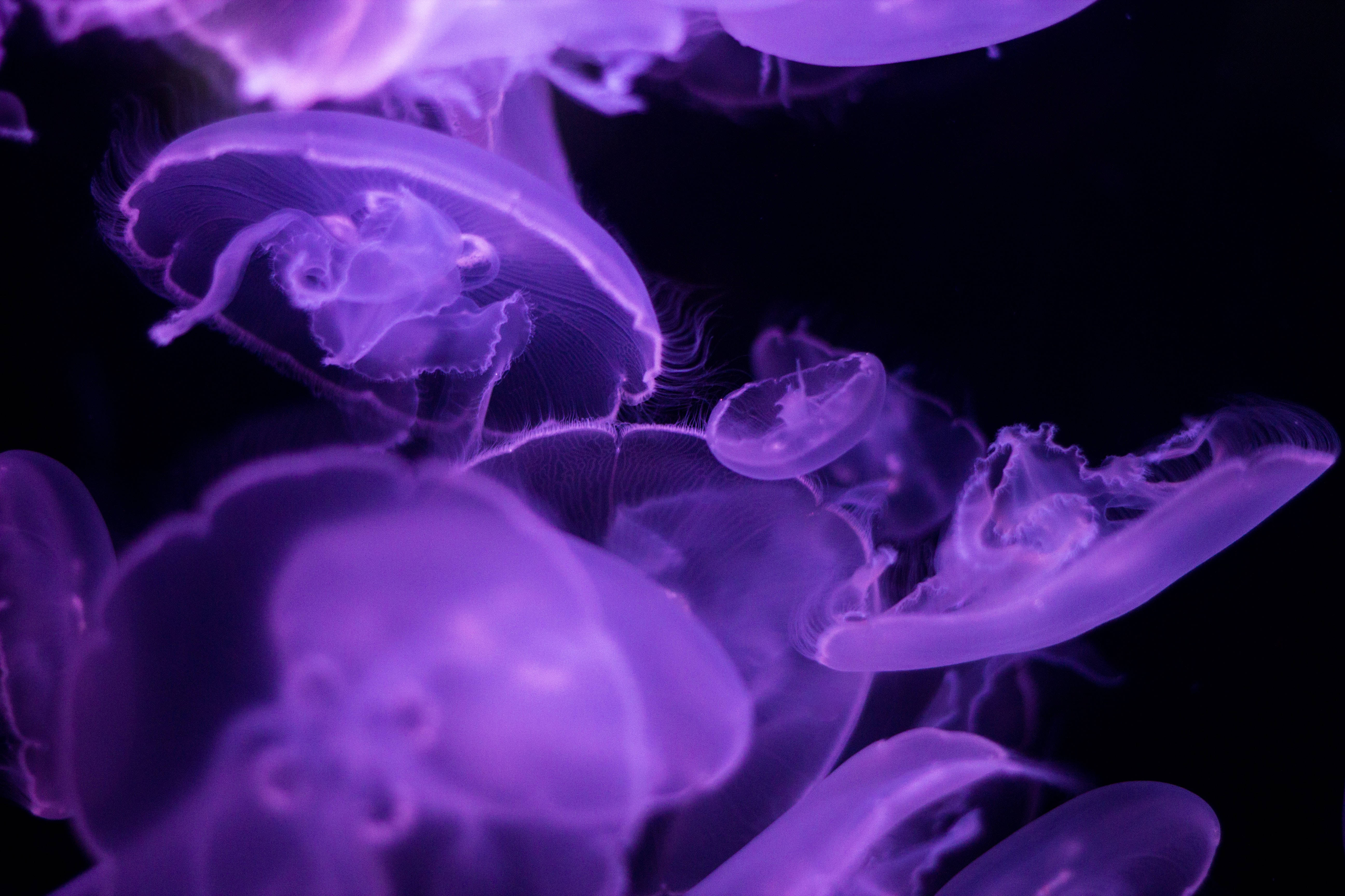 Dark Purple Desktop, glowing purple jellyfish, dark water, 5K Desktop Wallpaper