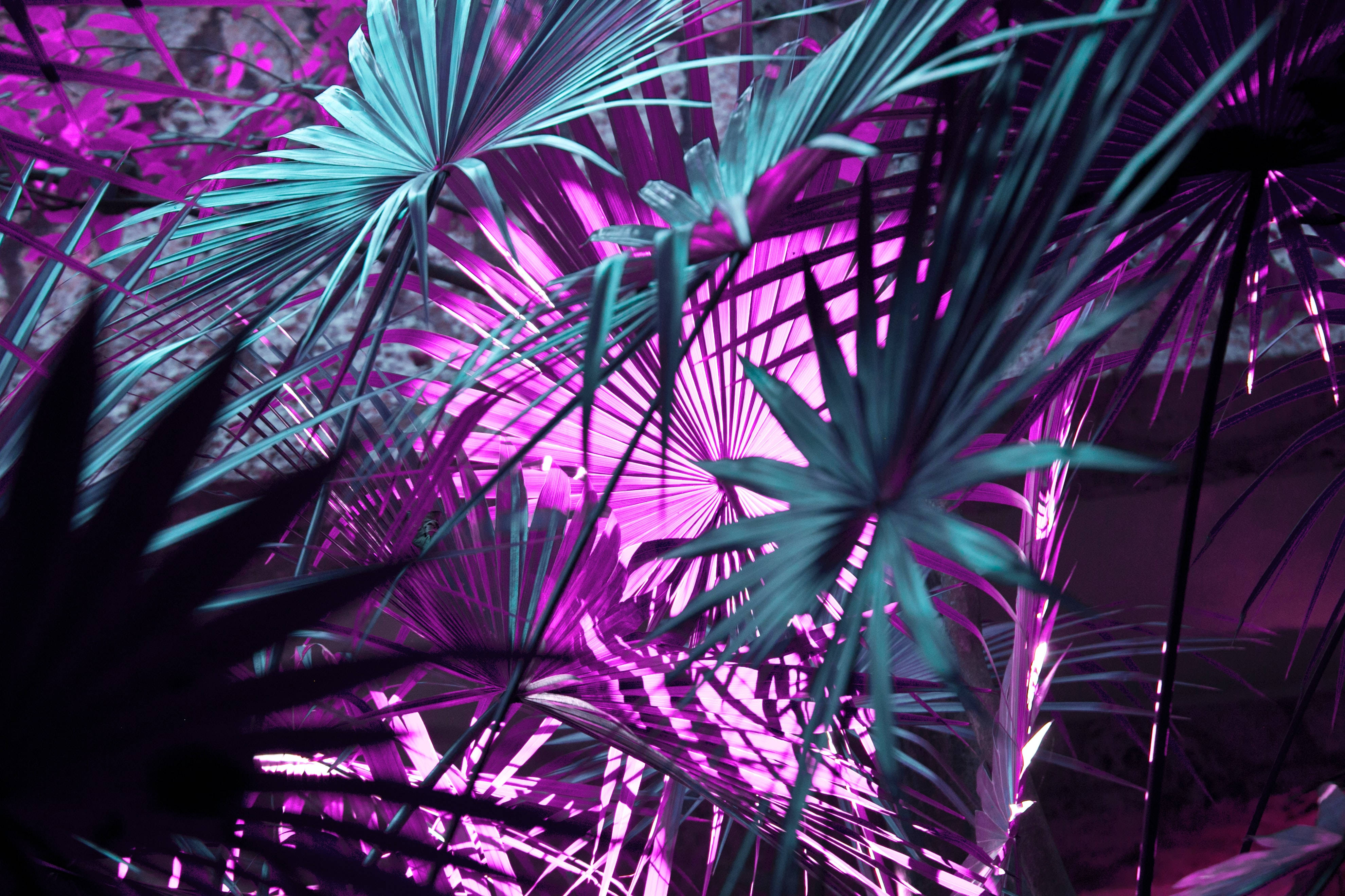 Dark Purple Desktop, neon lights, tropical jungle, 4K Desktop Wallpaper