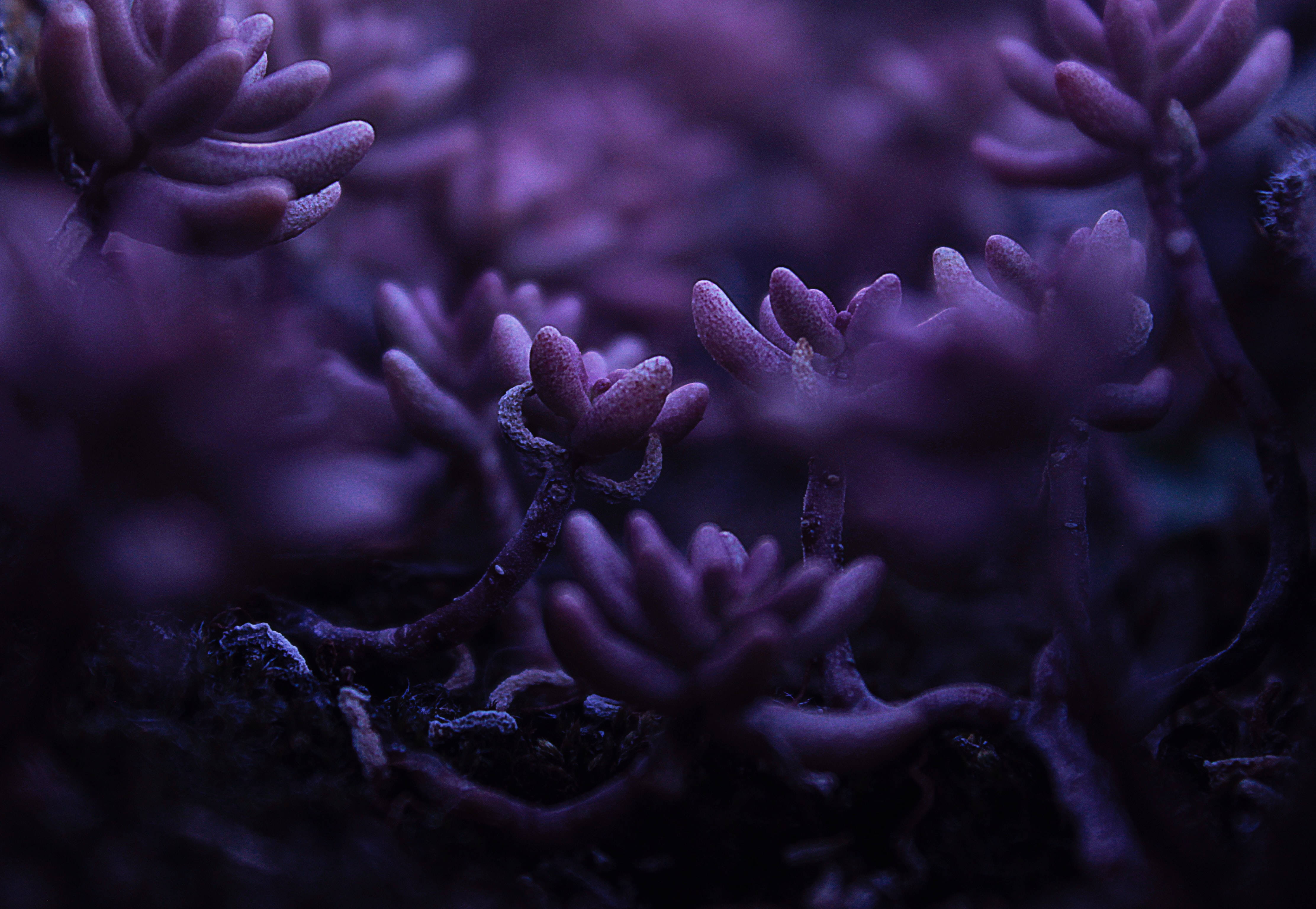 purple succulent plants, glowing, dim lighting, 4K Desktop Wallpaper