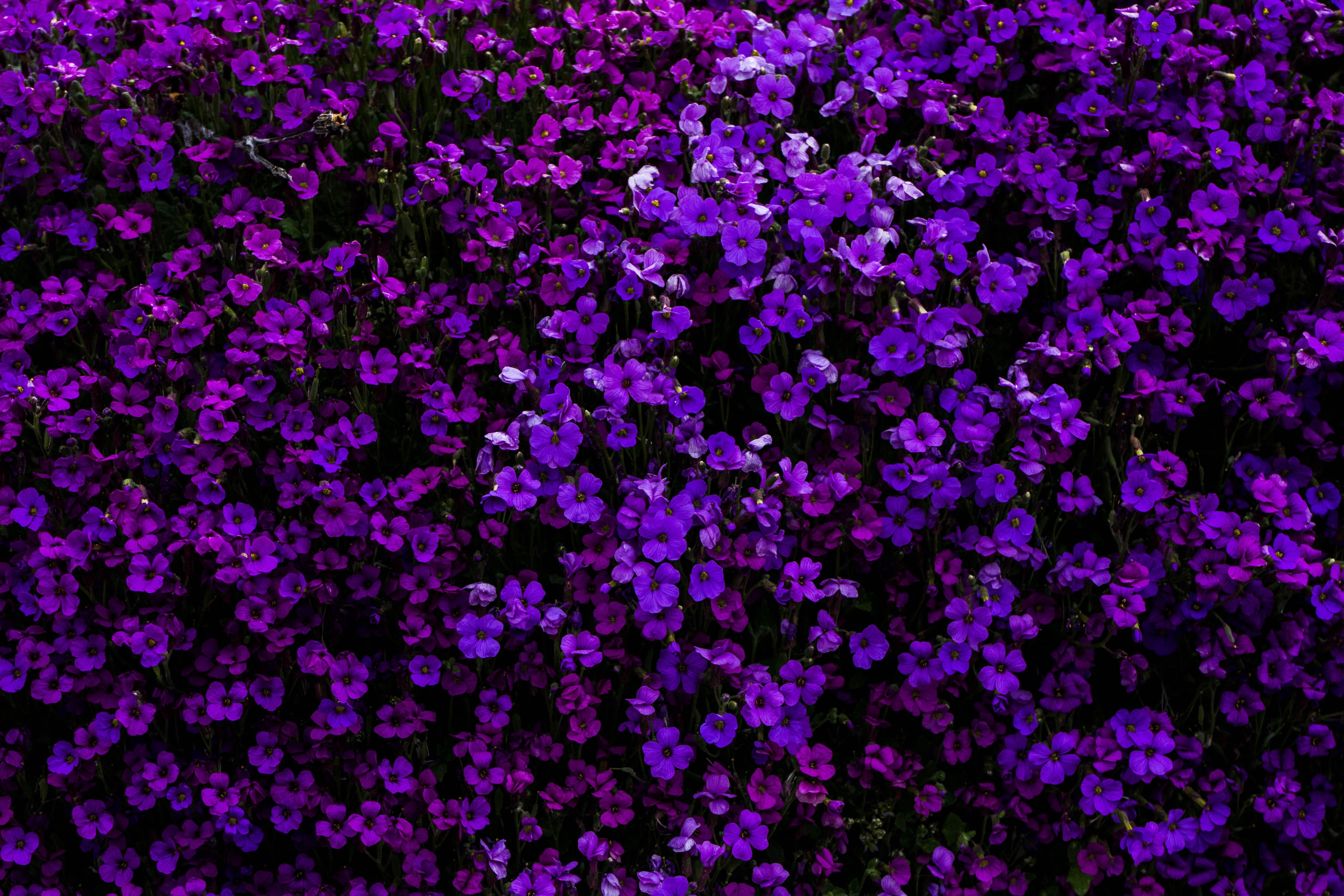 purple flowers, bush, dark stems, 5K Desktop Wallpaper