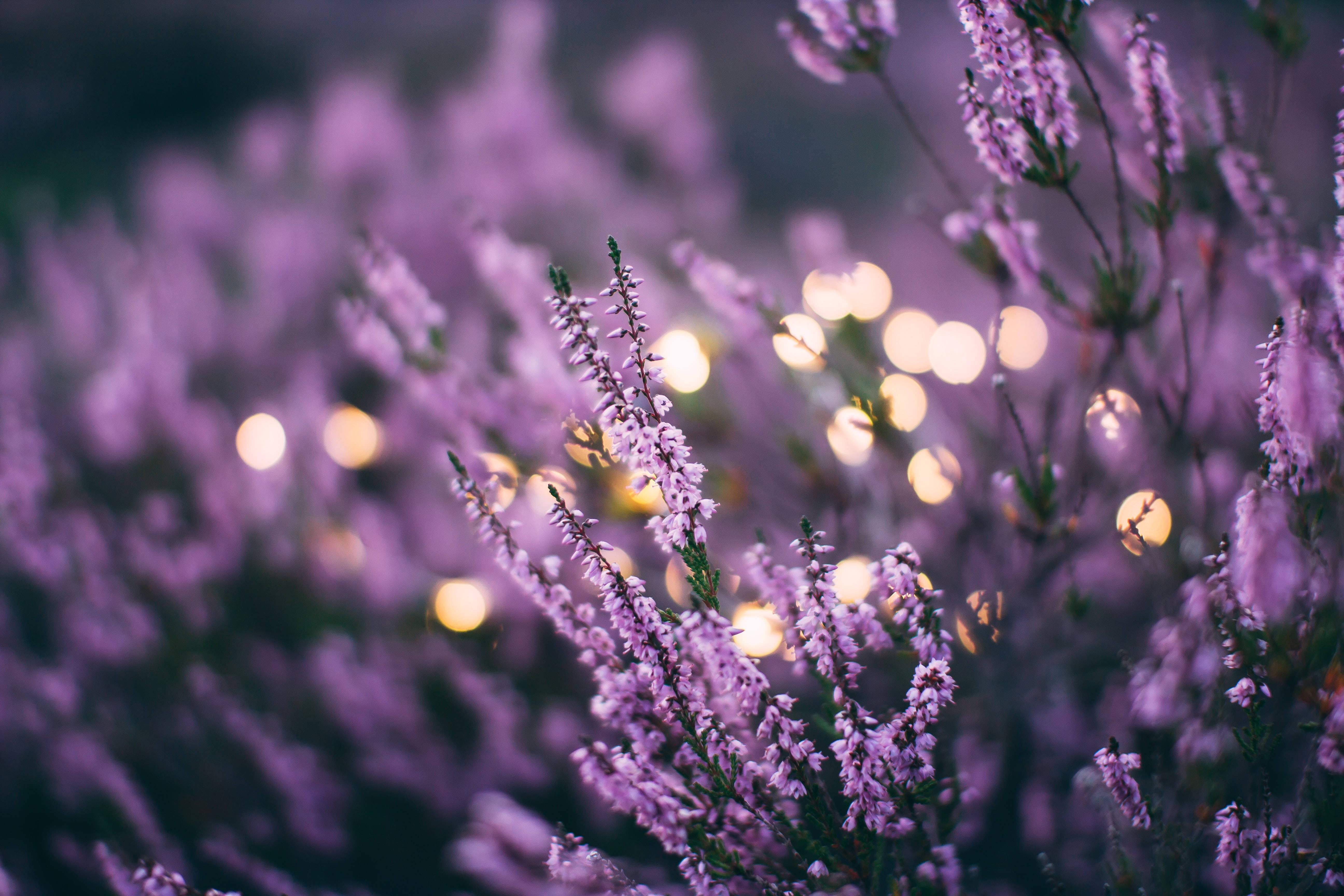 dark purple, soft purple heather, warm golden bokeh lights, 5K Desktop Wallpaper