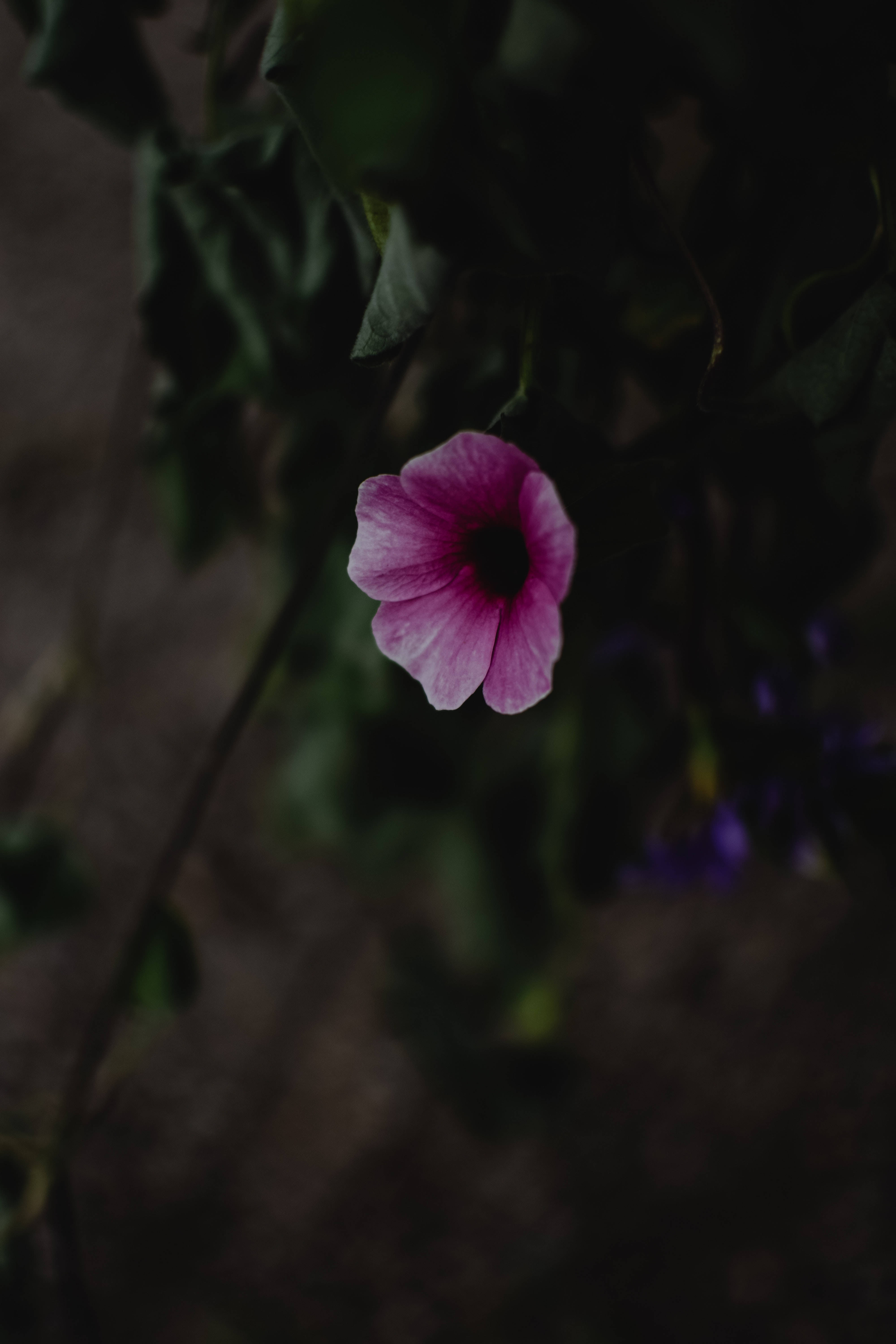 Dark Purple iPhone, single vibrant pink flower, dark center, 5K Phone Wallpaper