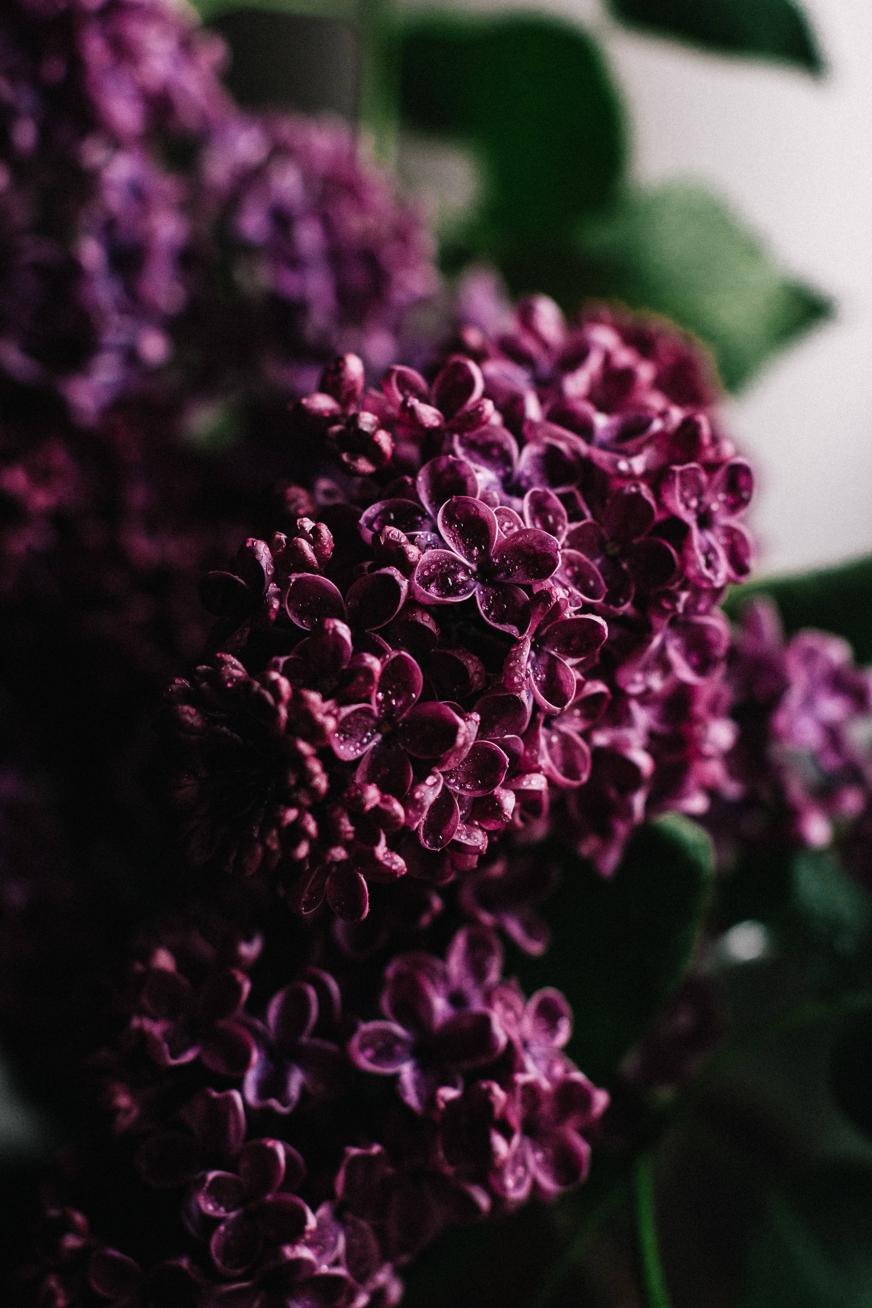 Lilac Flower, Dark Purple, deep purple lilac blossoms, 5K Phone Wallpaper