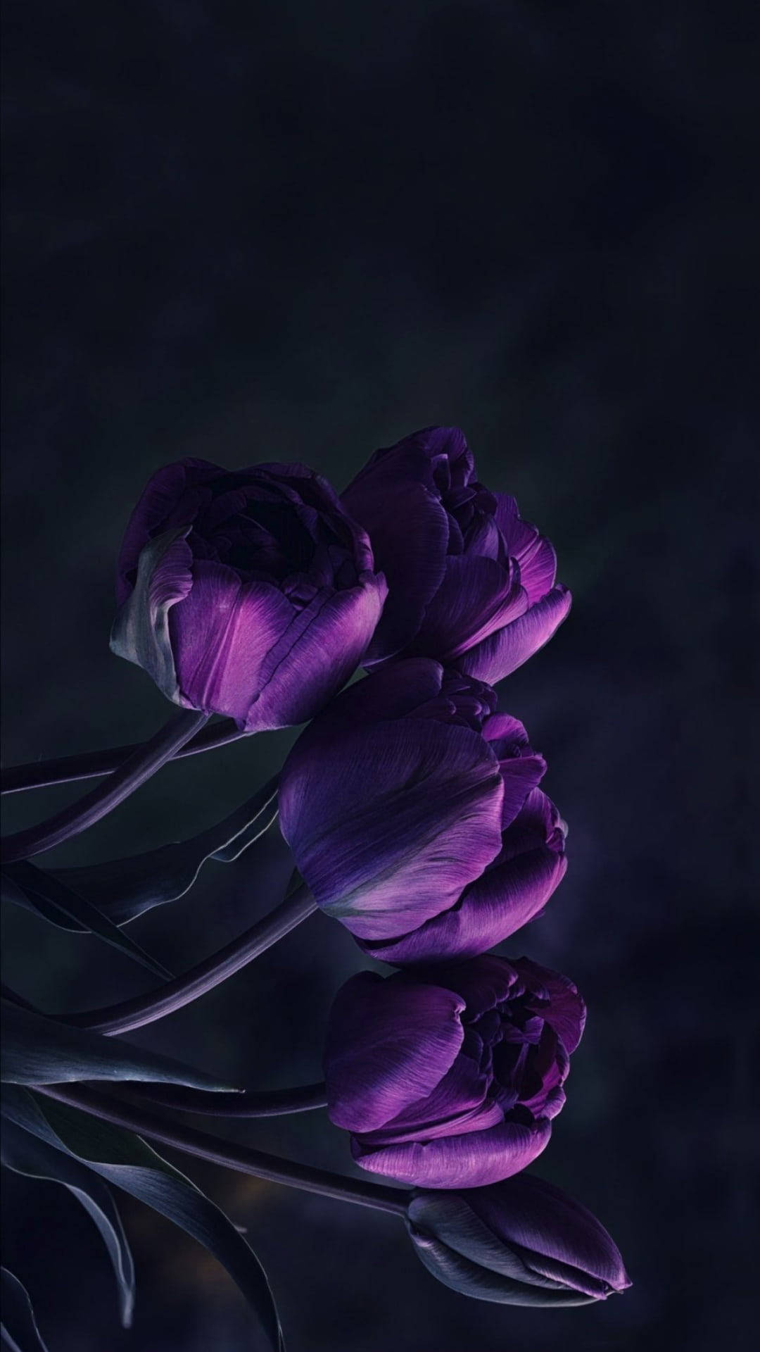 Dark Purple iPhone, tulips, deep purple, Full HD Phone Wallpaper