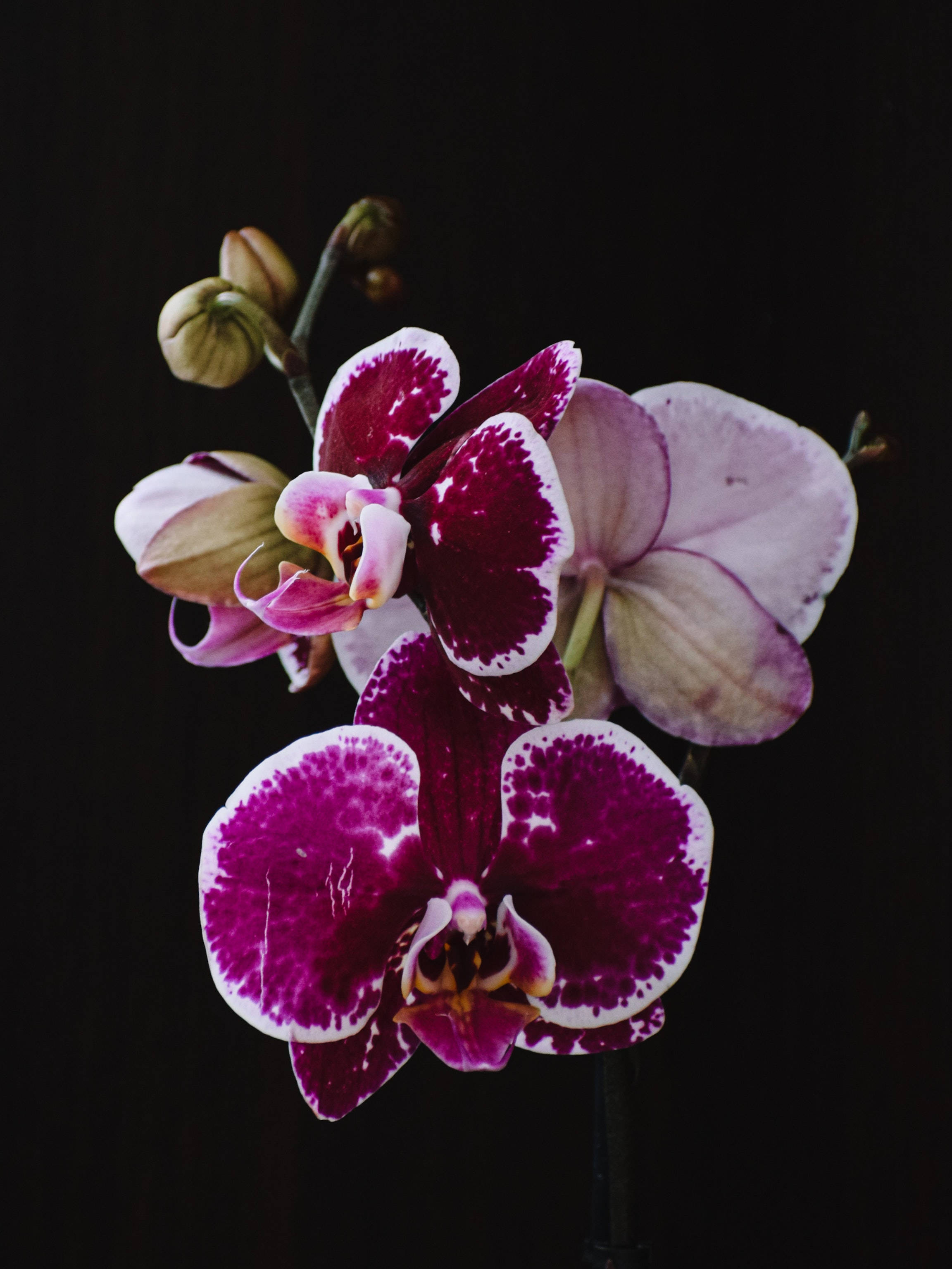 Moth Orchids, Dark Purple iPhone, vibrant purple, 2K Phone Wallpaper