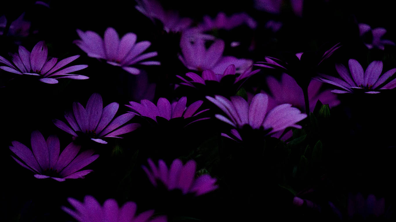 Dark Purple Flower Petals, vibrant purple daisies, deep black background, HD Desktop Wallpaper