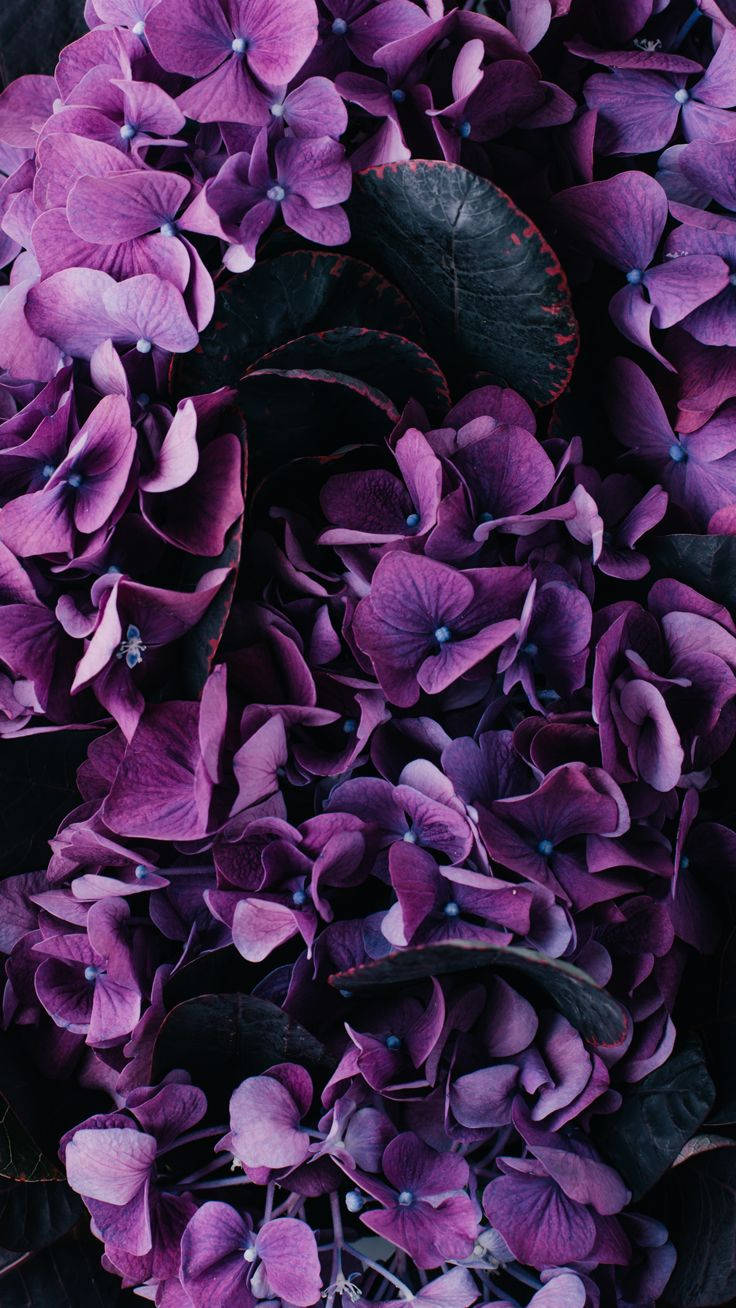 purple hydrangea, dark green leaves, lush purple blooms, HD Phone Wallpaper