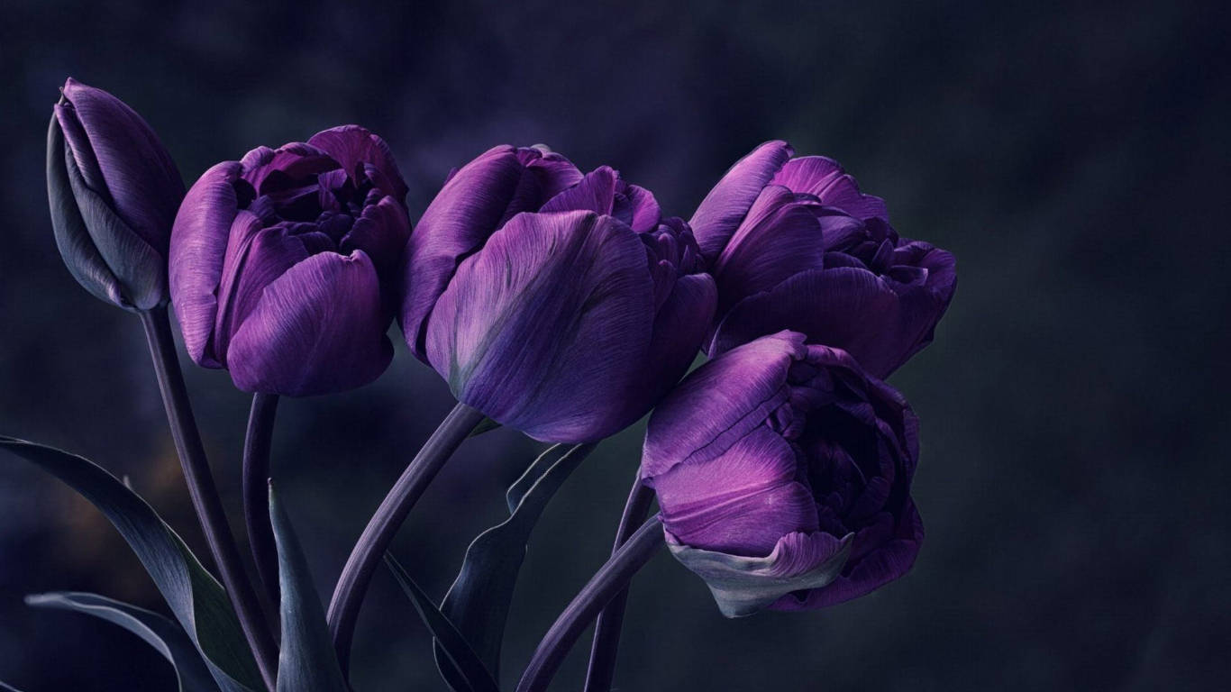 dark purple tulip flowers, deep purple tulips, velvety petals, HD Desktop Wallpaper