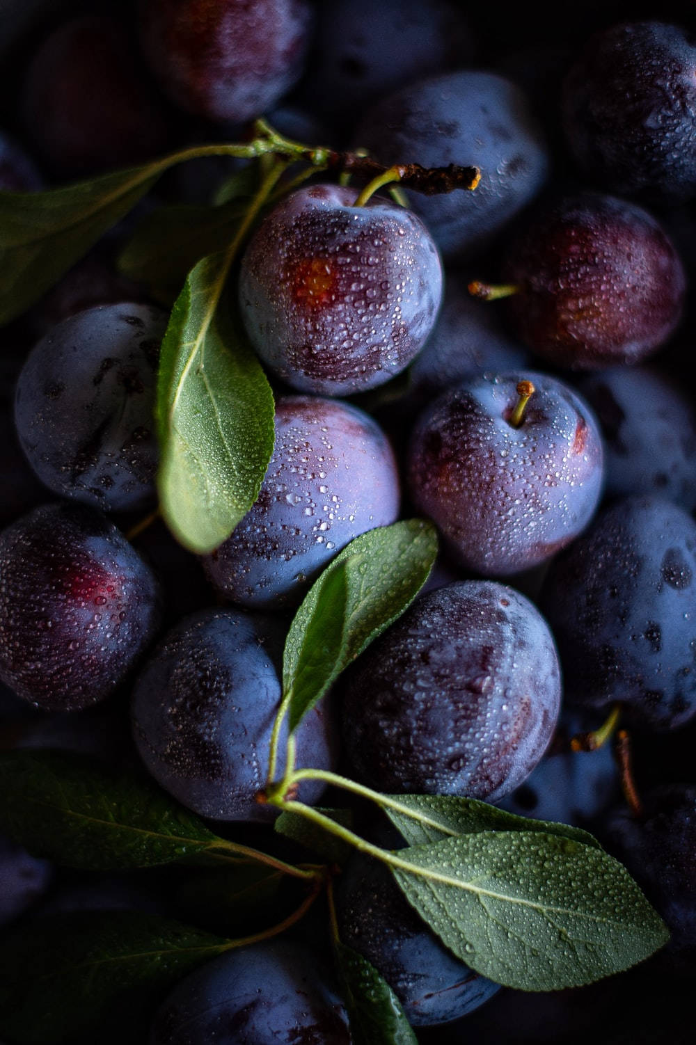plum, dark purple, dewdrops, HD Phone Wallpaper