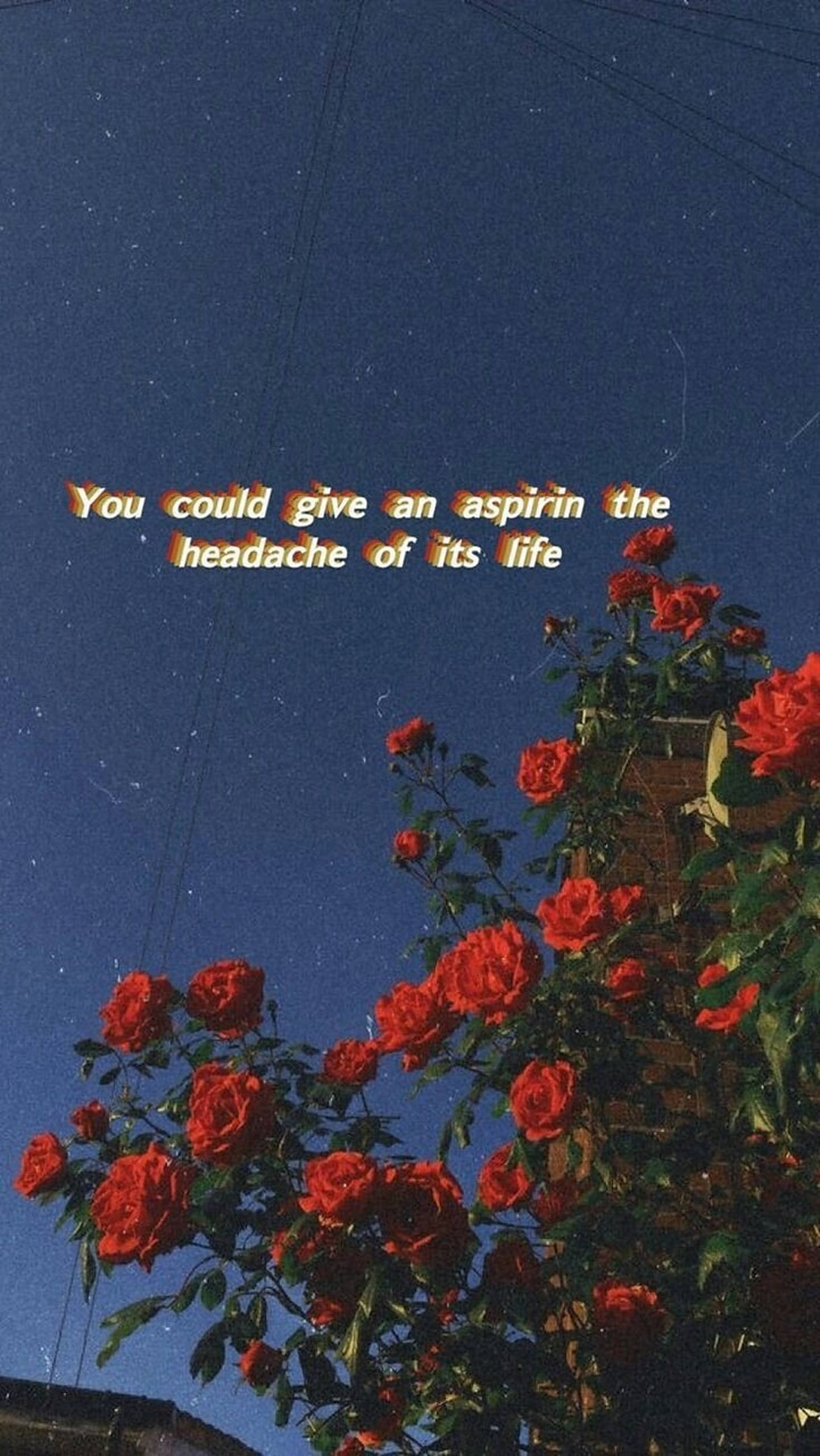 Roses, deep blue night sky, stars, 2K Phone Wallpaper