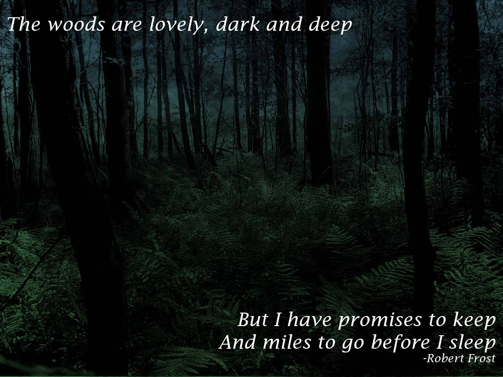 Dark Forest Woods, Robert Frost poem, misty forest, HD Desktop Wallpaper