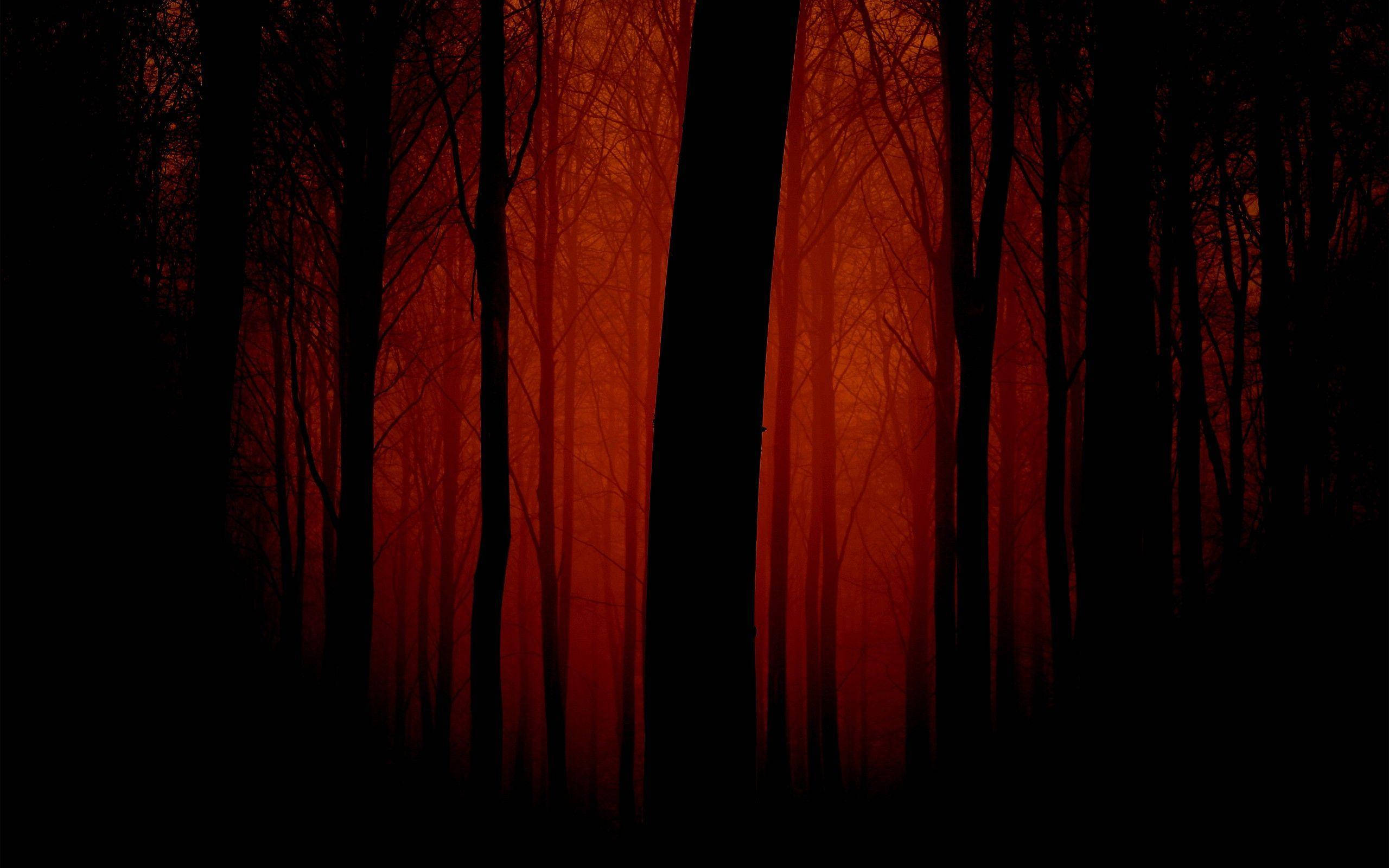 Dark Red Forest, crimson forest, twilight, 2K Desktop Wallpaper