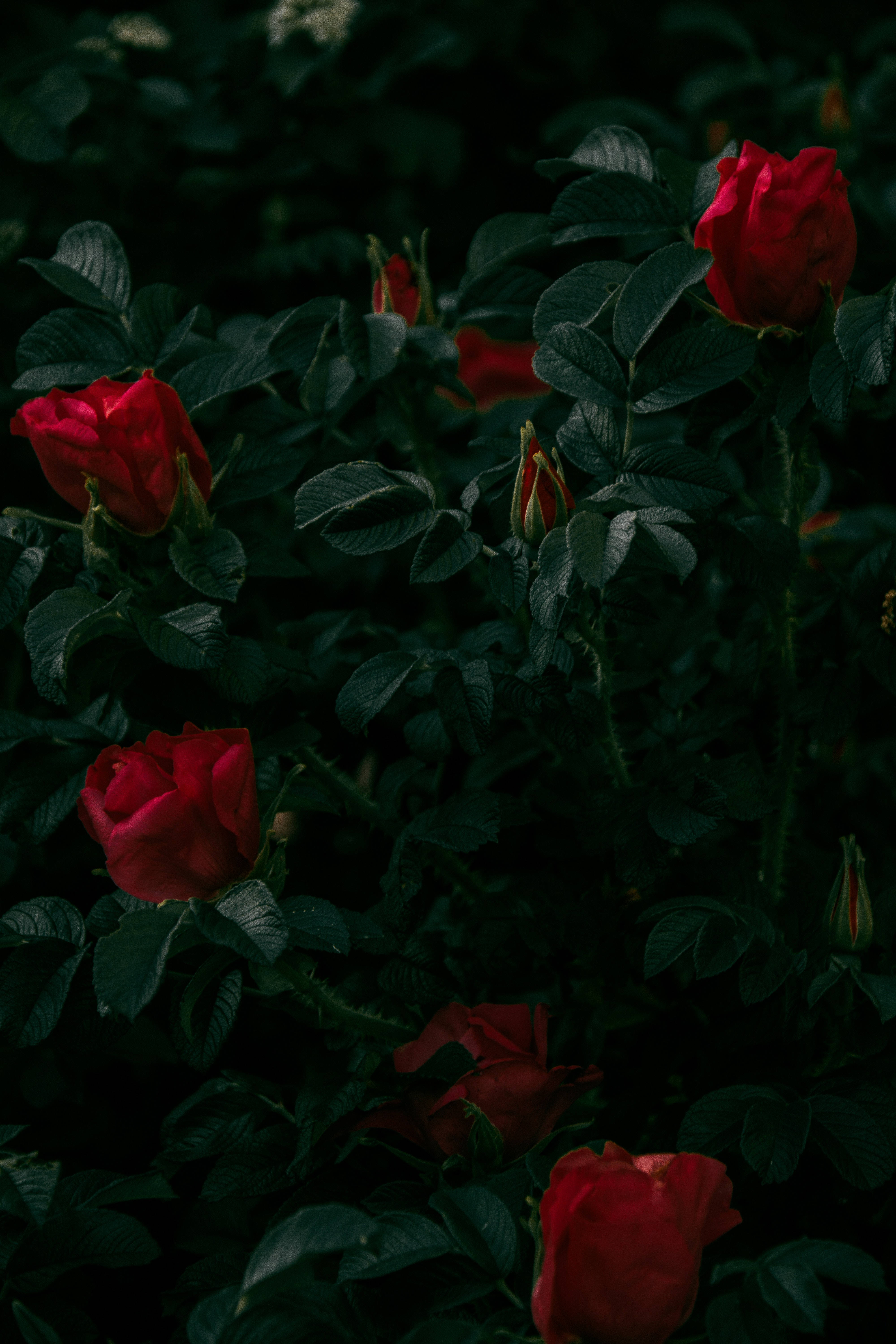 Dark Red Roses, vibrant red roses, deep shadowed green foliage, 5K Phone Wallpaper