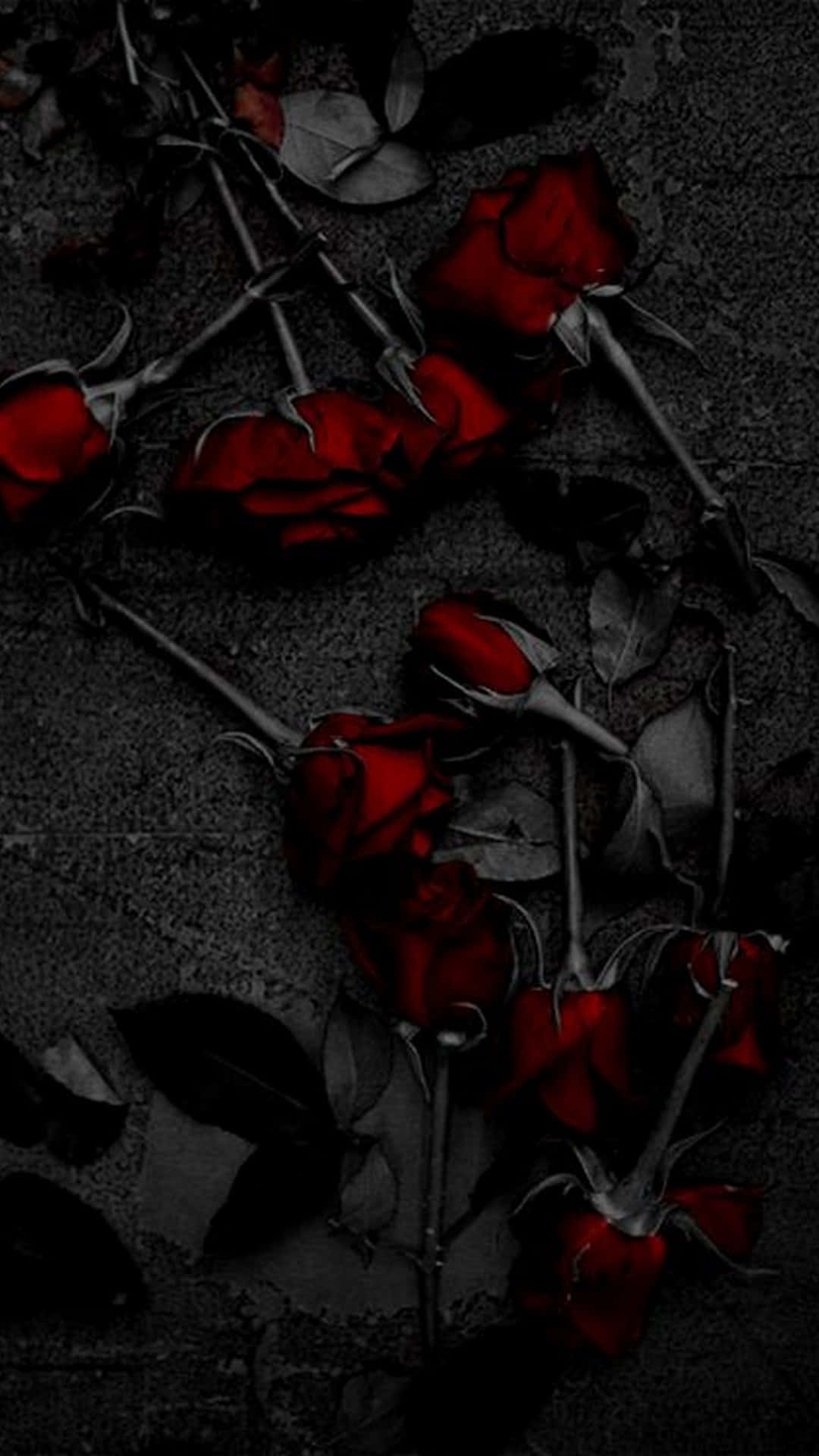 Dark Red Aesthetic, deep red roses, dark stems, Full HD Phone Wallpaper