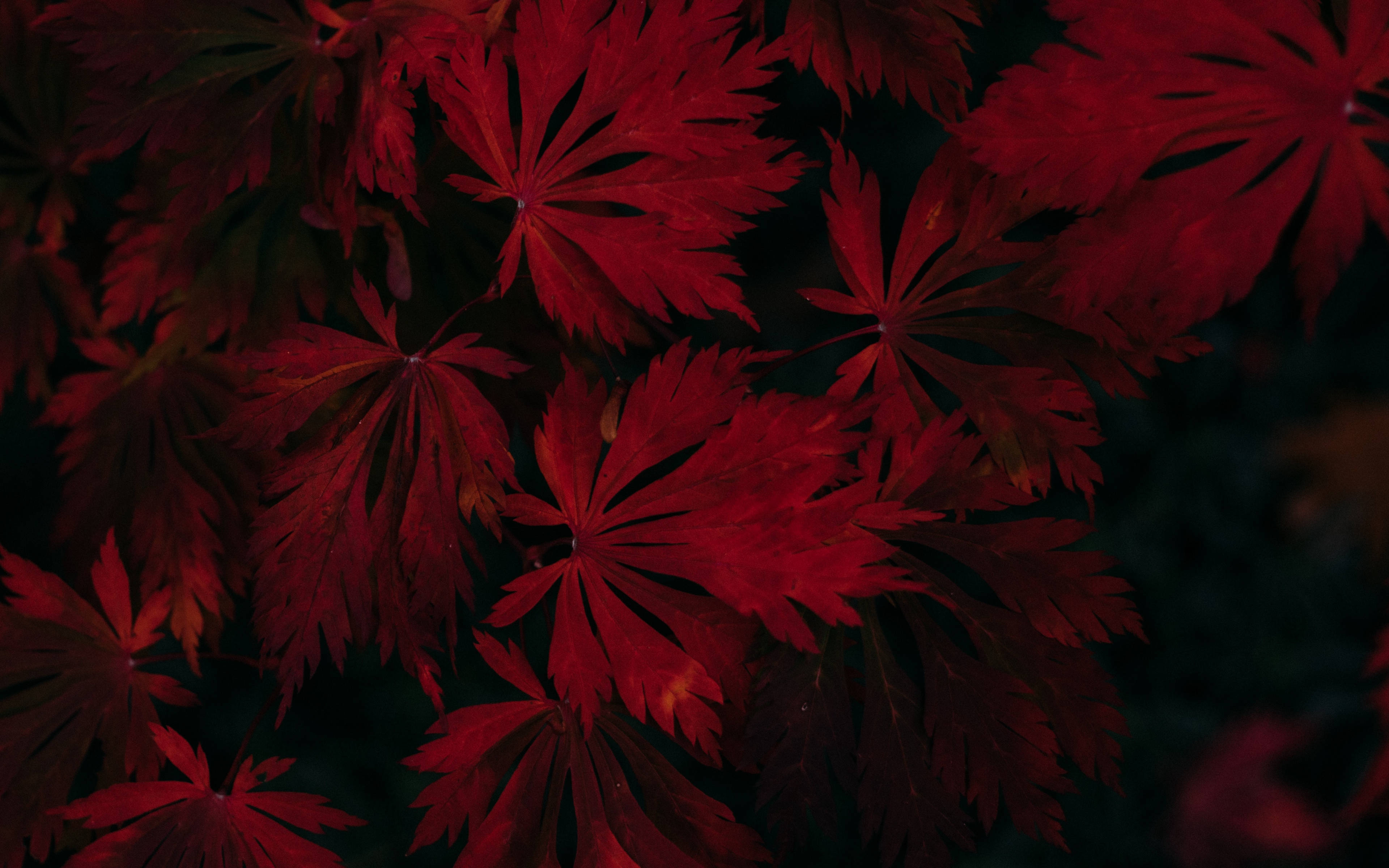 Dark Red, maple leaves, crimson, 4K Desktop Wallpaper