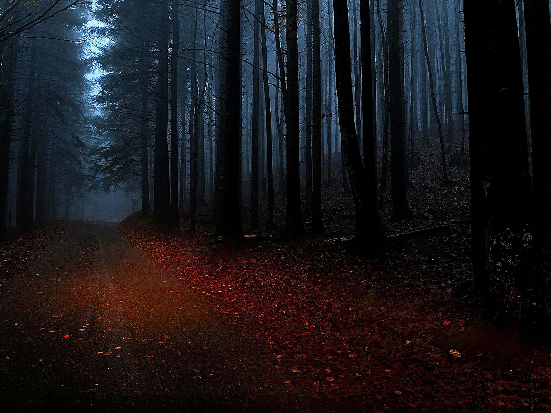 dark road, forest path, eerie red leaves, Full HD Desktop Wallpaper