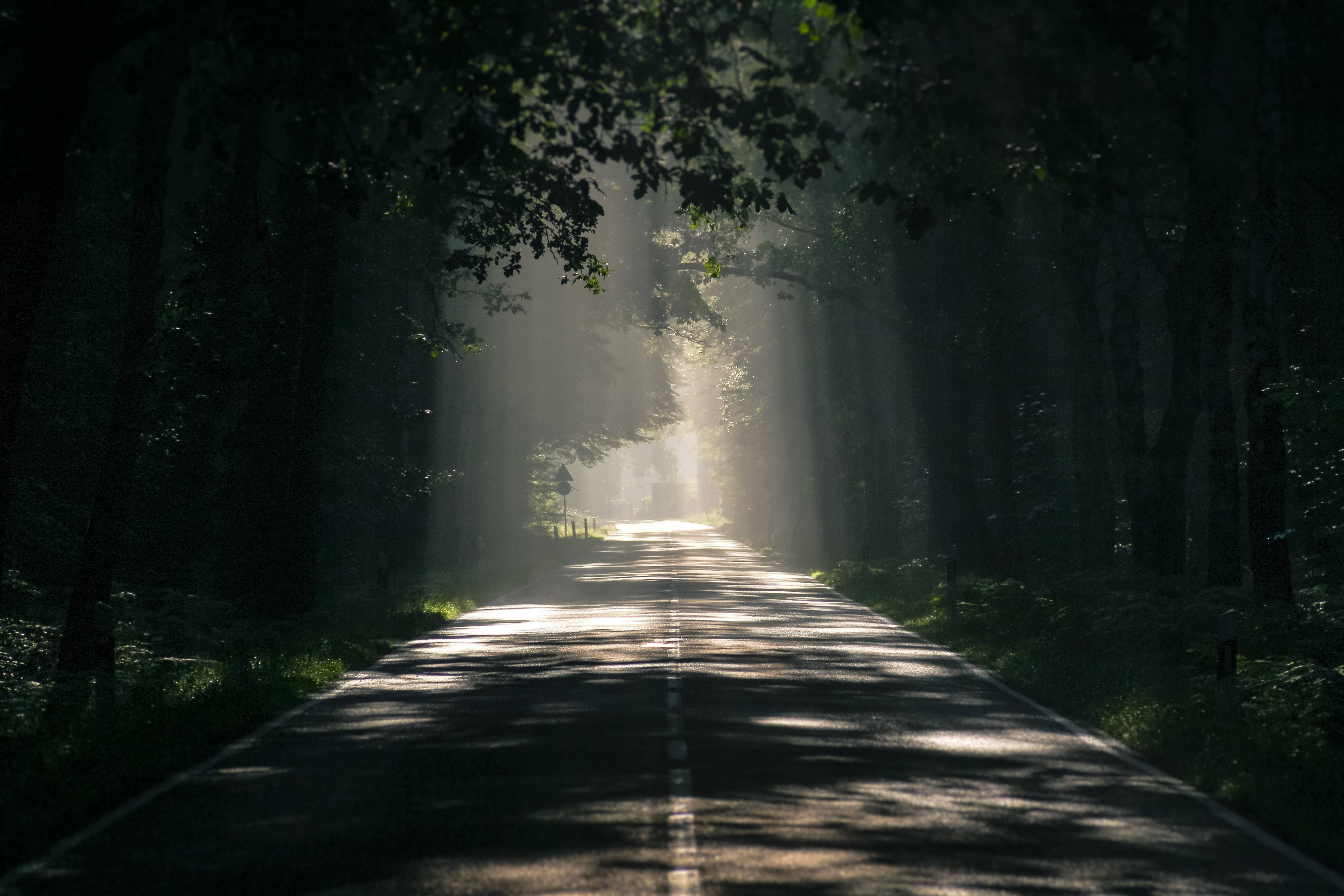 Dark Theme Road, trees, forest canopy, 4K Desktop Wallpaper