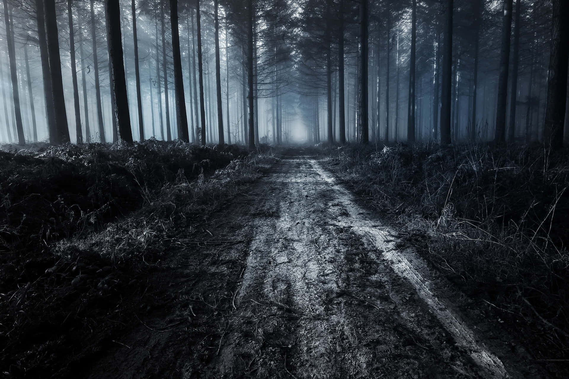 Dark Road, forest path, tall dark trees, Full HD Desktop Wallpaper