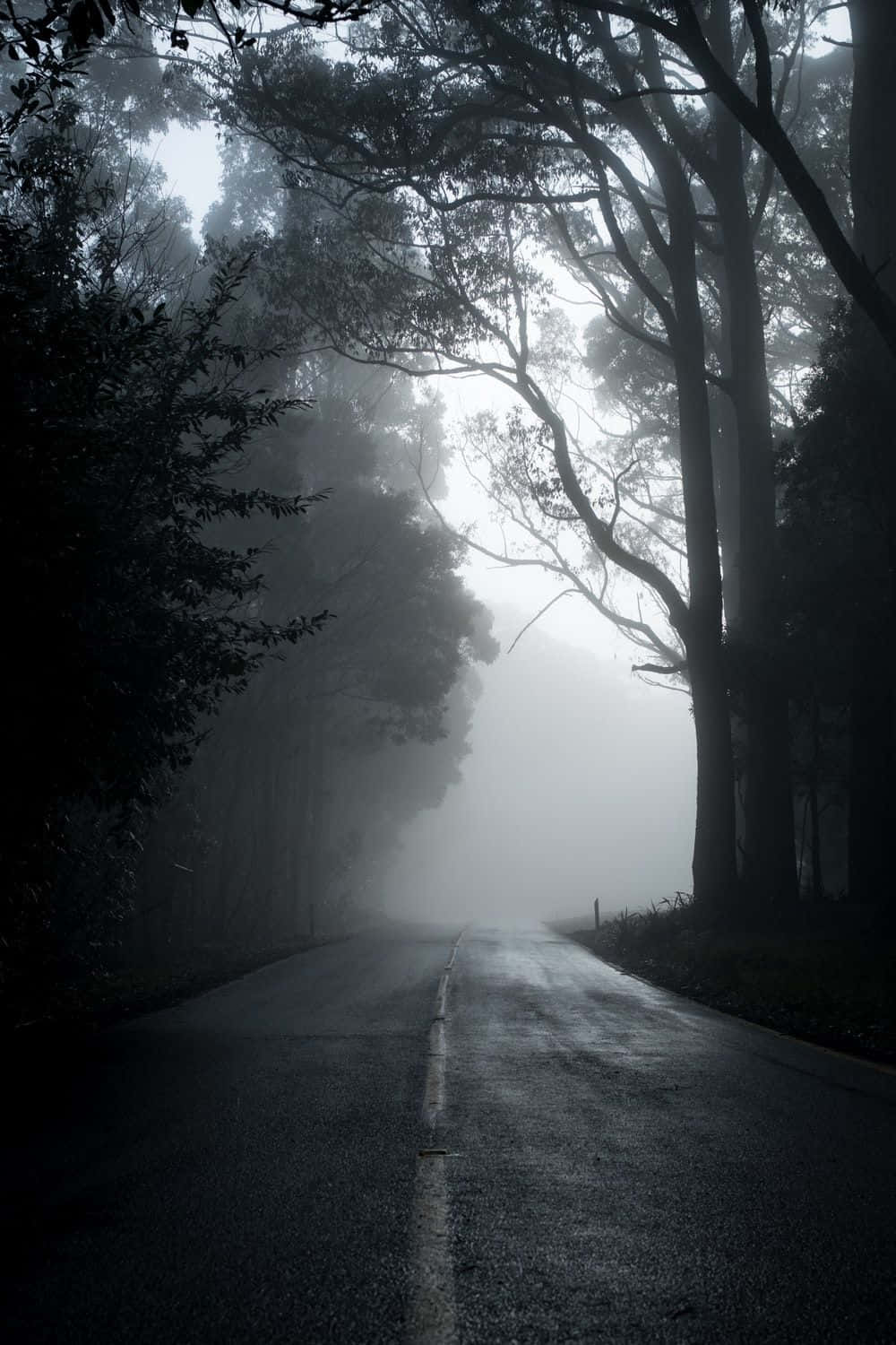 Dark Road, misty forest road, towering trees, HD Phone Wallpaper