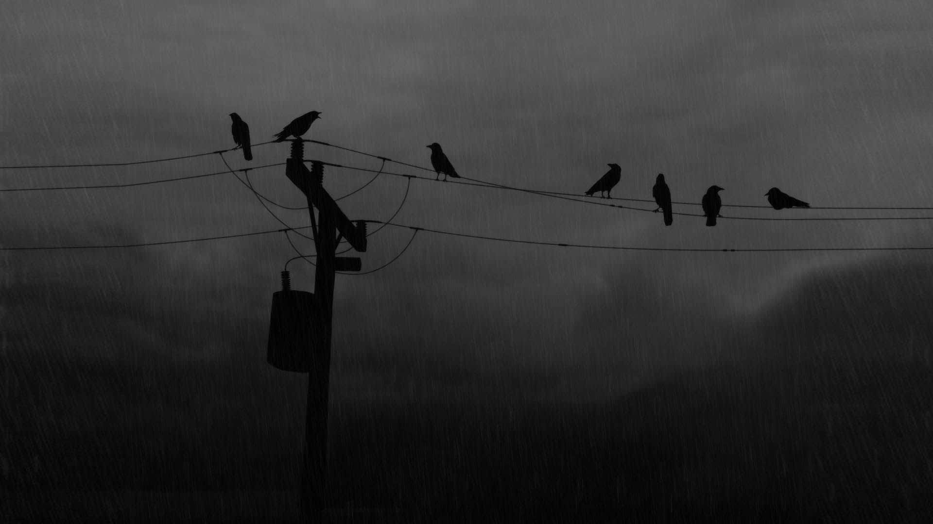 crows, power lines, rain-slicked, Full HD Desktop Wallpaper