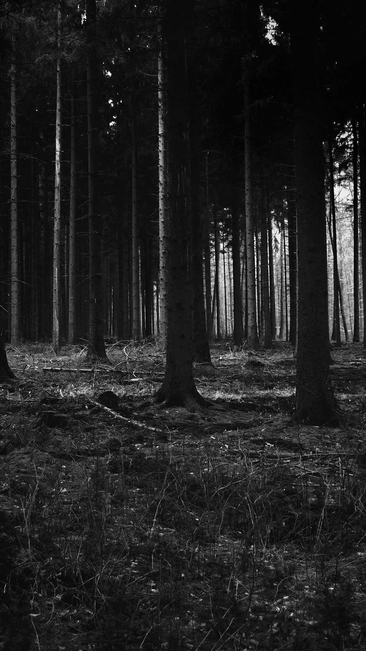 Dark Scary, forest, tall trees, Full HD Phone Wallpaper