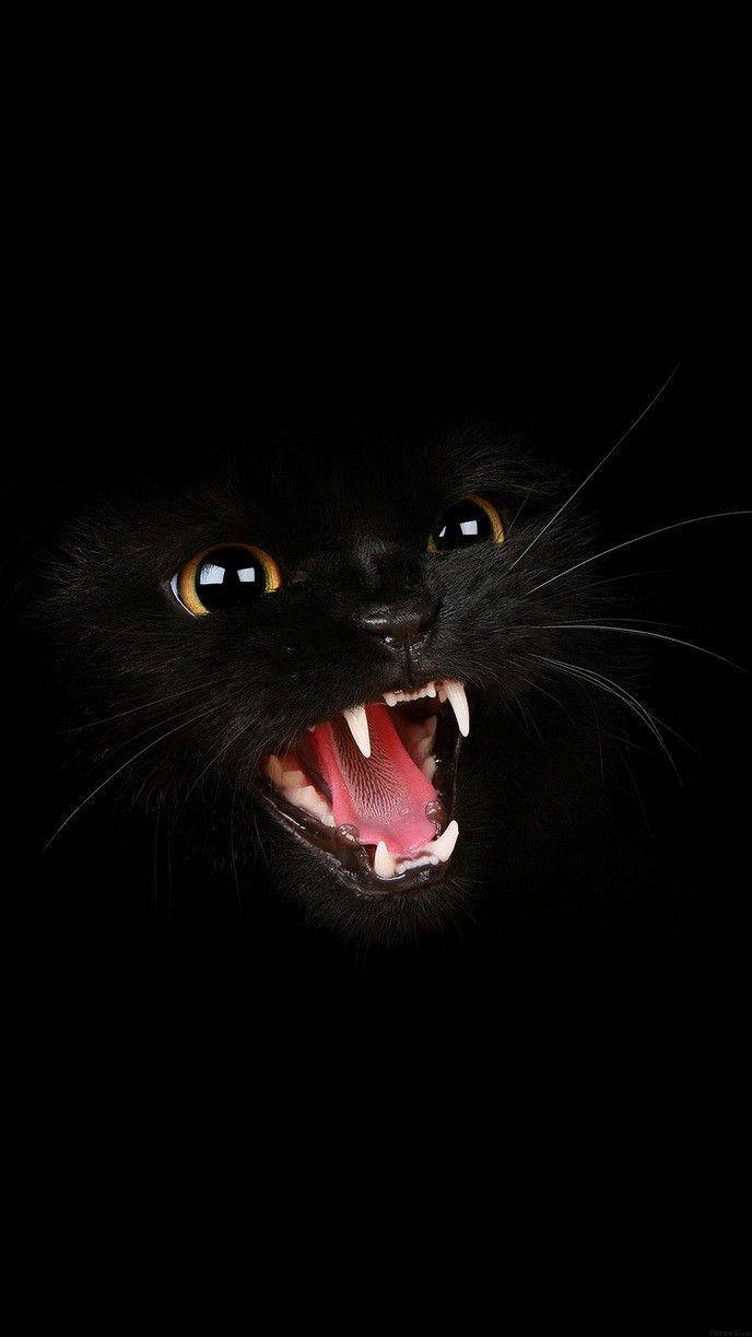 angry black cat, glowing amber eyes, sharp teeth, SD Phone Wallpaper
