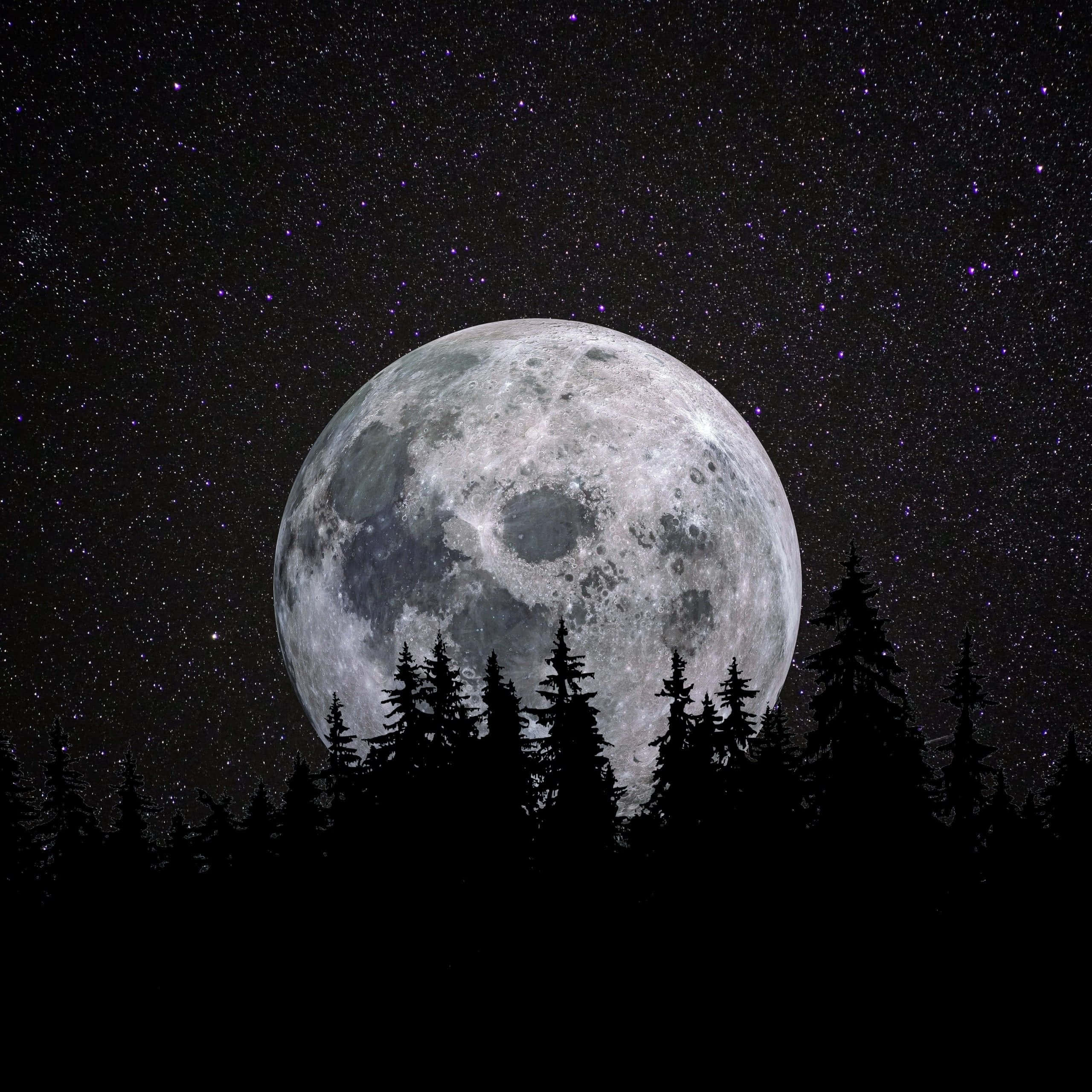 Dark Starry Night, moon, pine trees, 2K Desktop Wallpaper