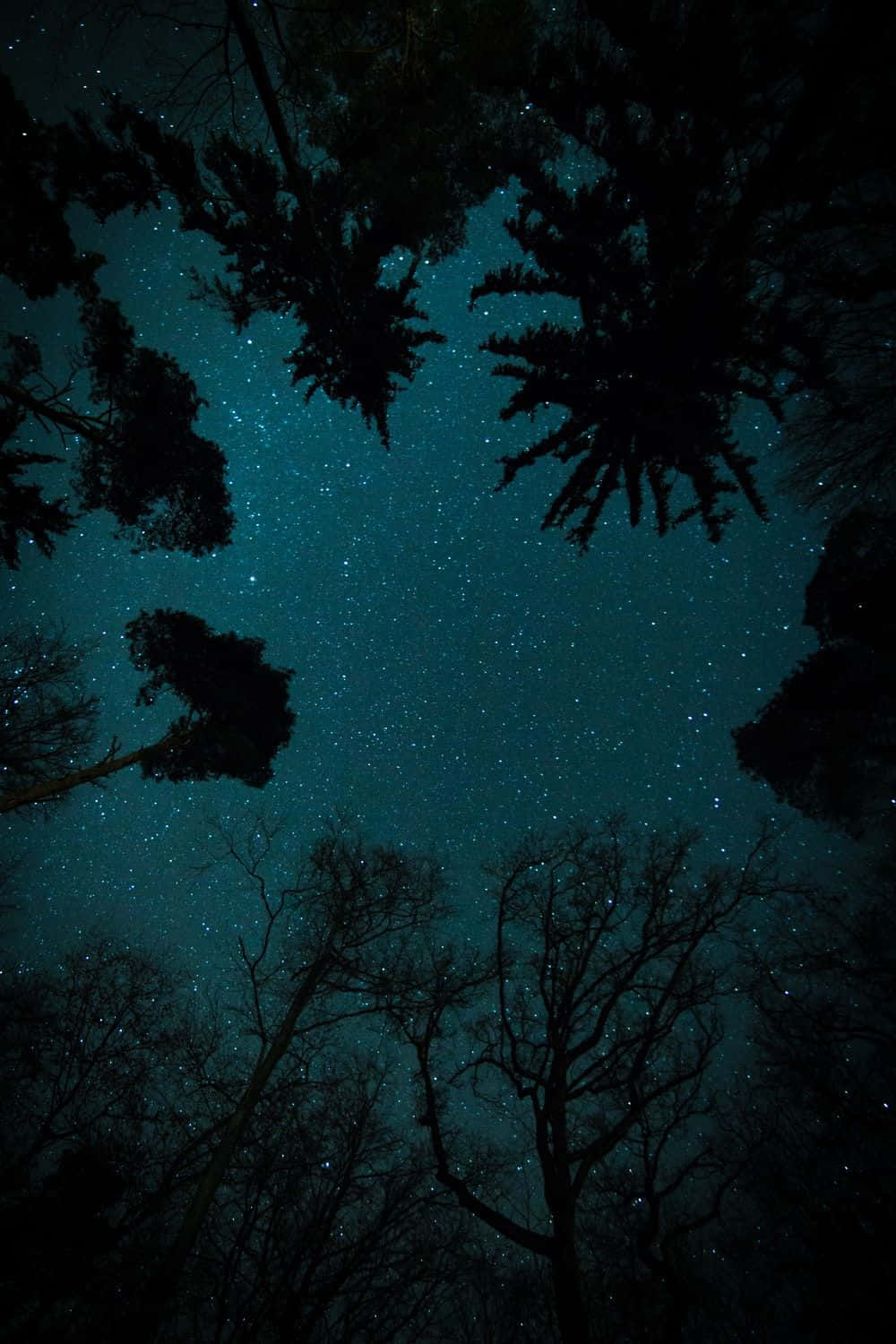 Dark Starry Night, starry teal night sky, silhouetted tree branches, HD Phone Wallpaper