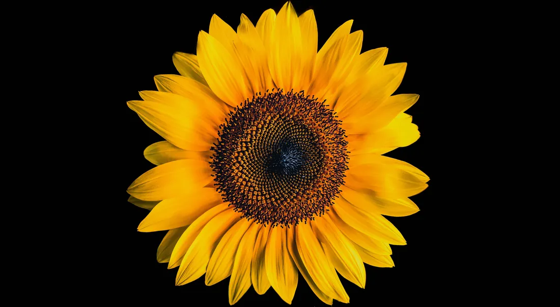 Dark Sunflower