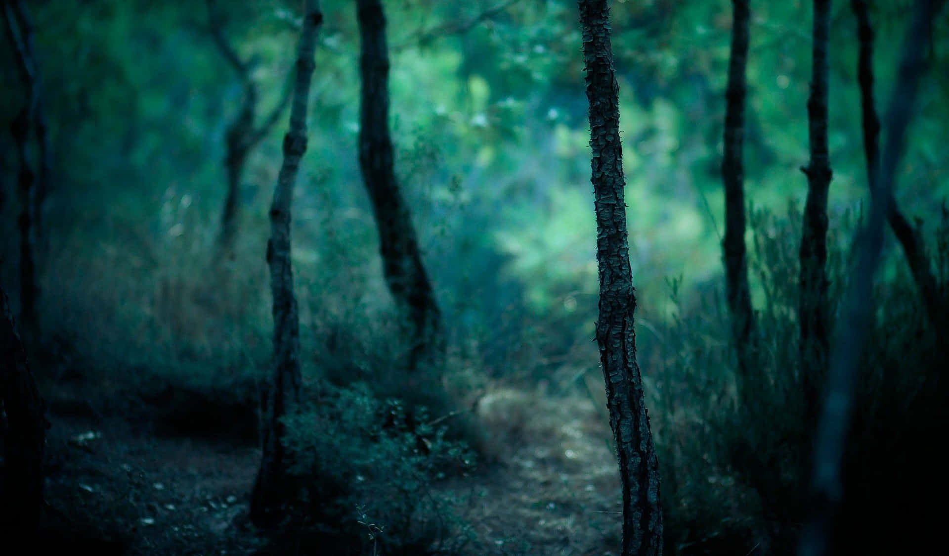 dark teal, misty forest path, tall trees, Full HD Desktop Wallpaper