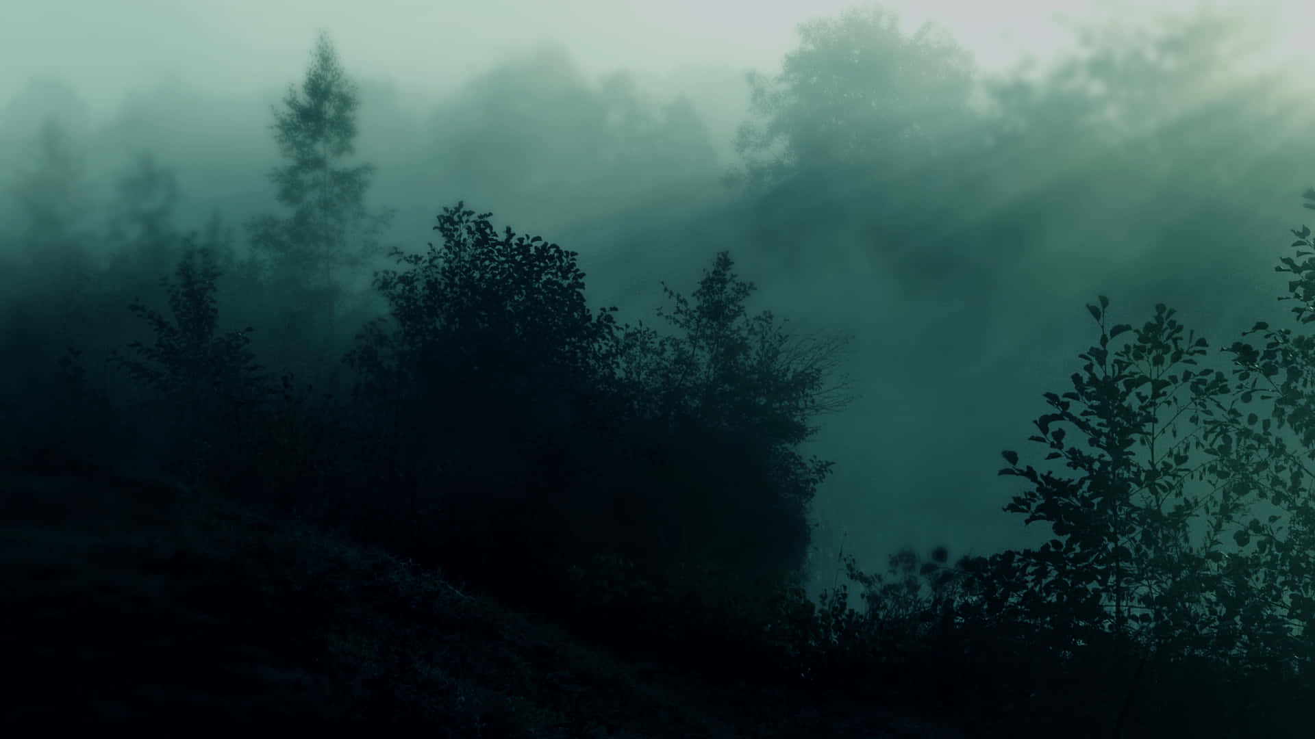 fog, misty forest, dawn, Full HD Desktop Wallpaper